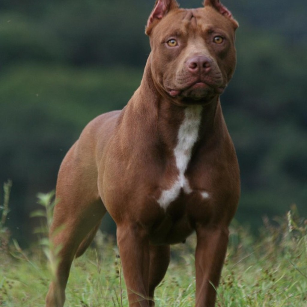 American Pit Bull Terrier Wallpapers