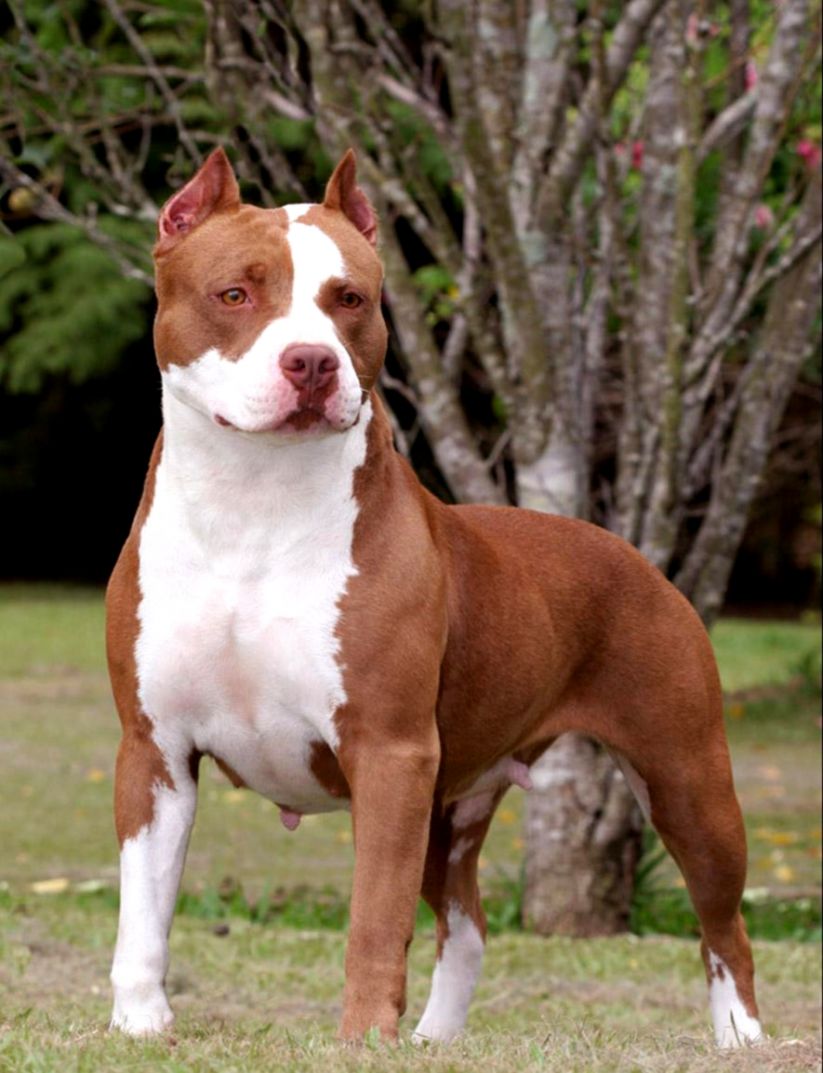 American Pit Bull Terrier Wallpapers