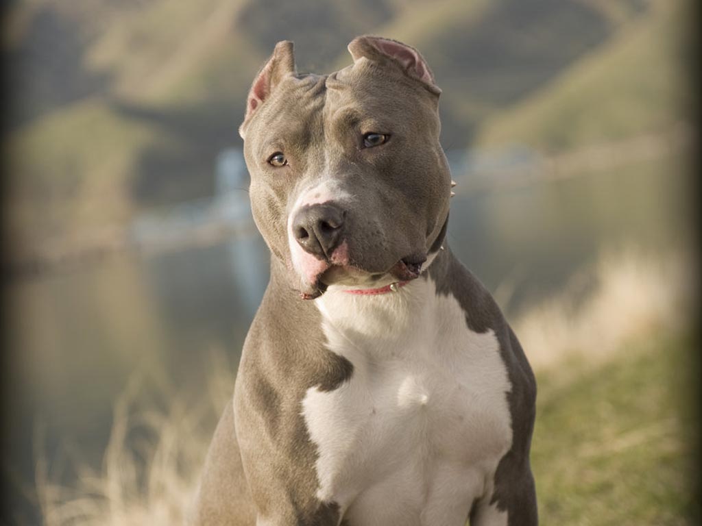 American Pit Bull Terrier Wallpapers