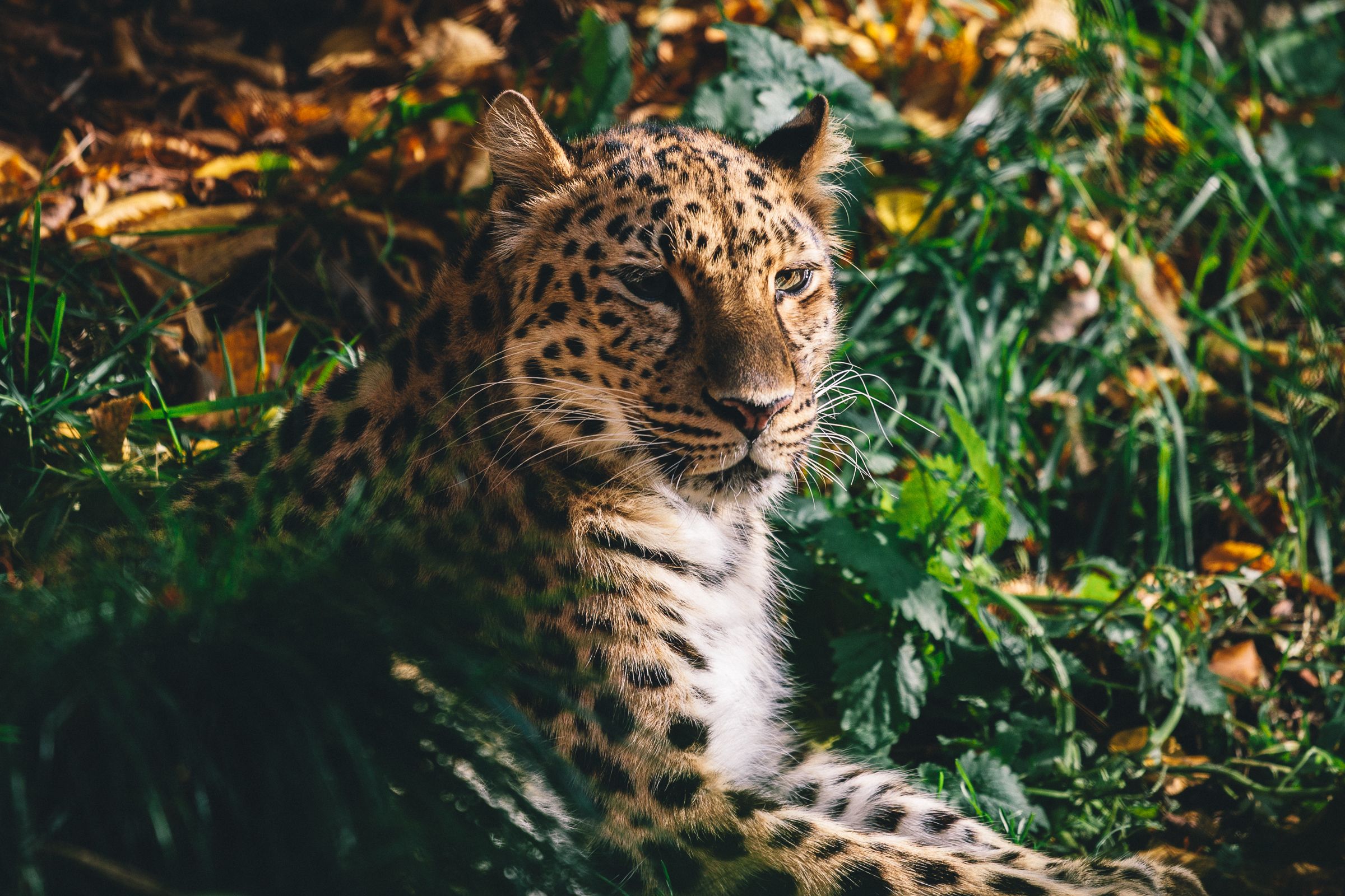 Amur Leopard Wallpapers