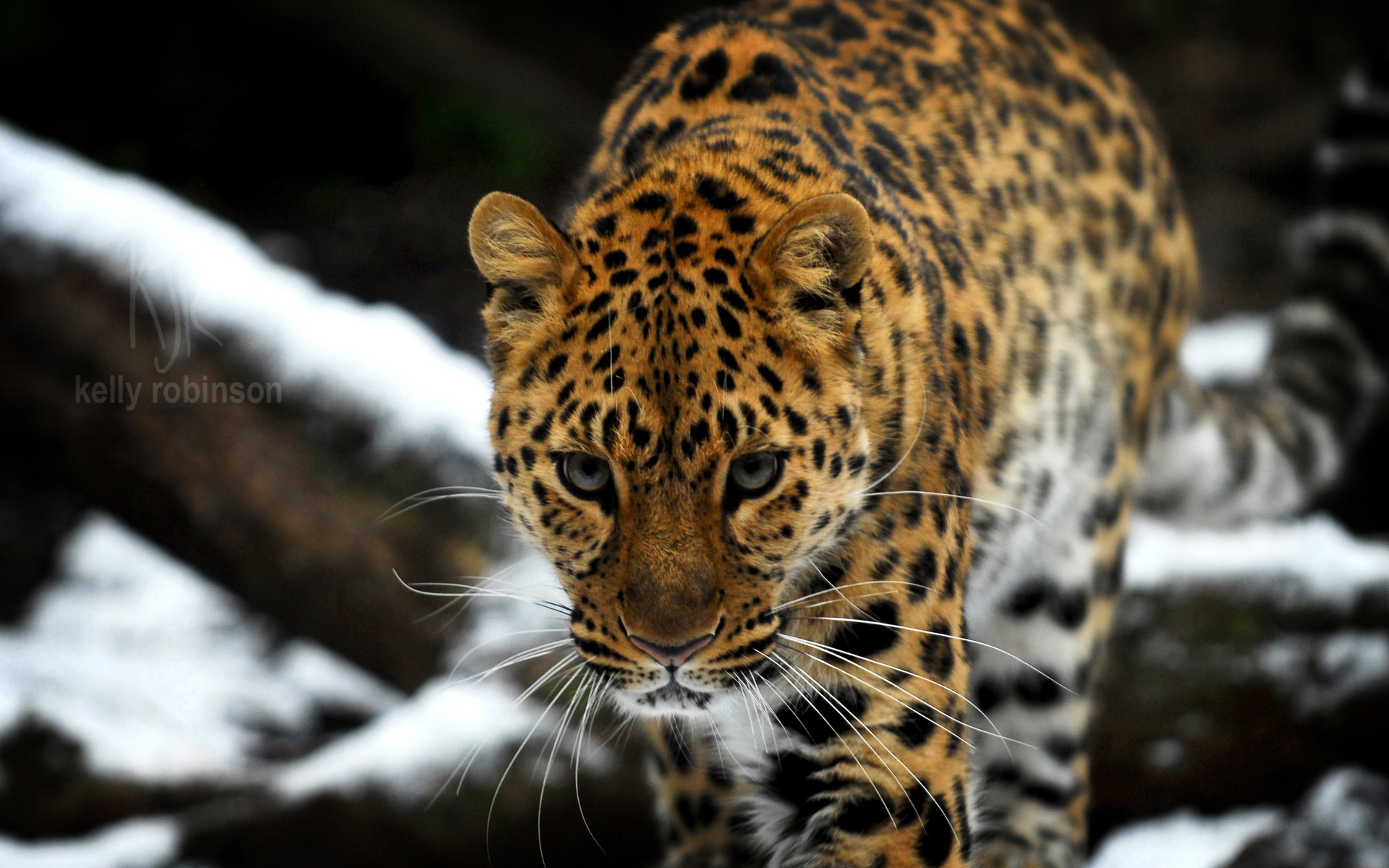 Amur Leopard Wallpapers