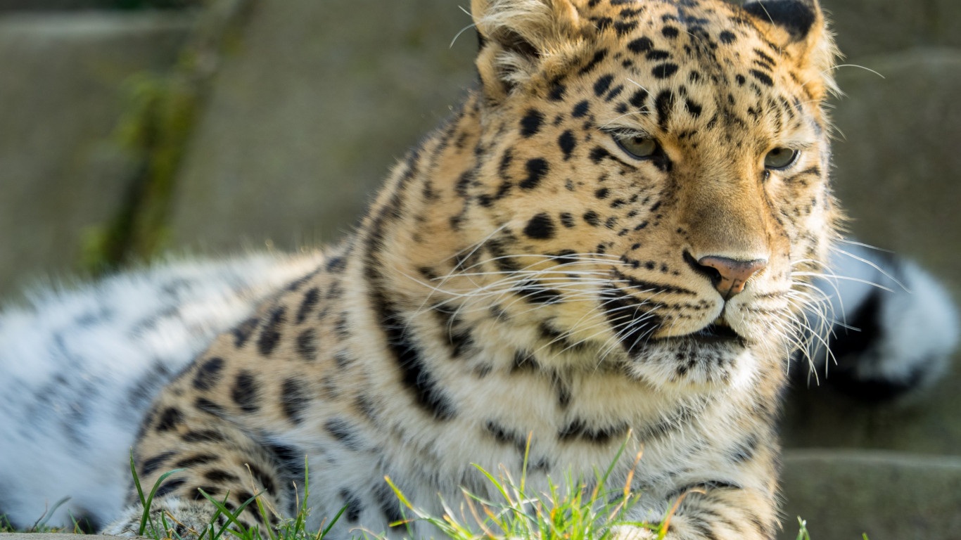 Amur Leopard Wallpapers