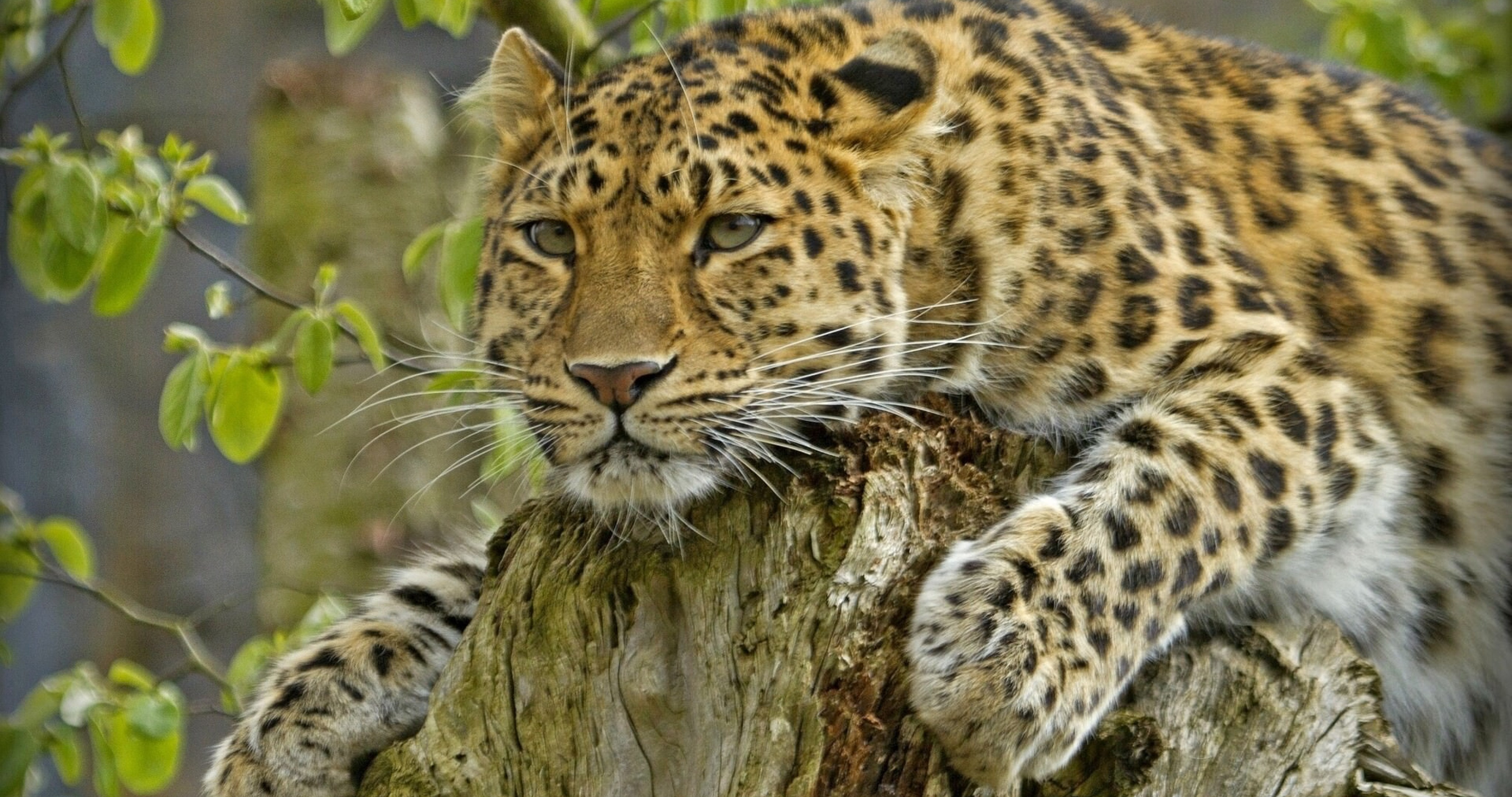 Amur Leopard Wallpapers