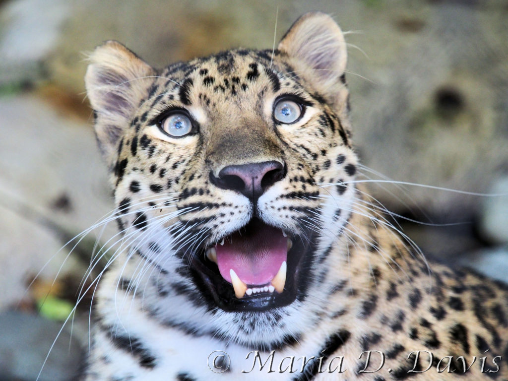 Amur Leopard Wallpapers