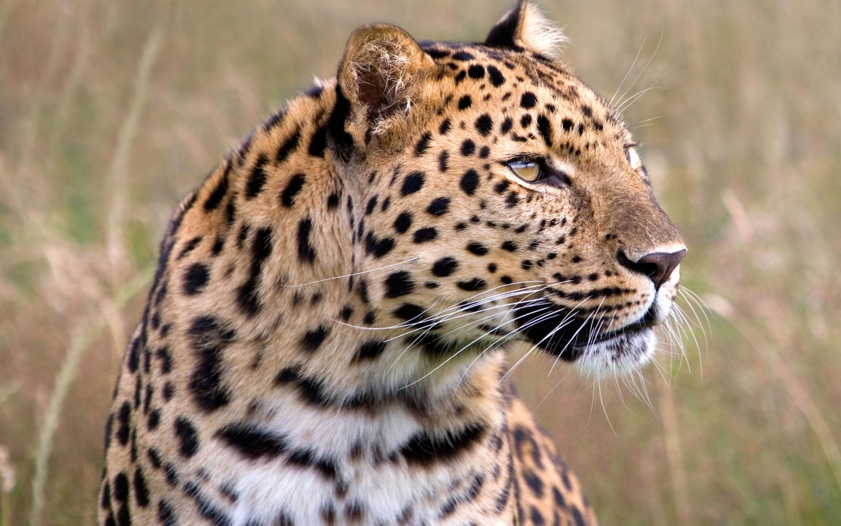 Amur Leopard Wallpapers