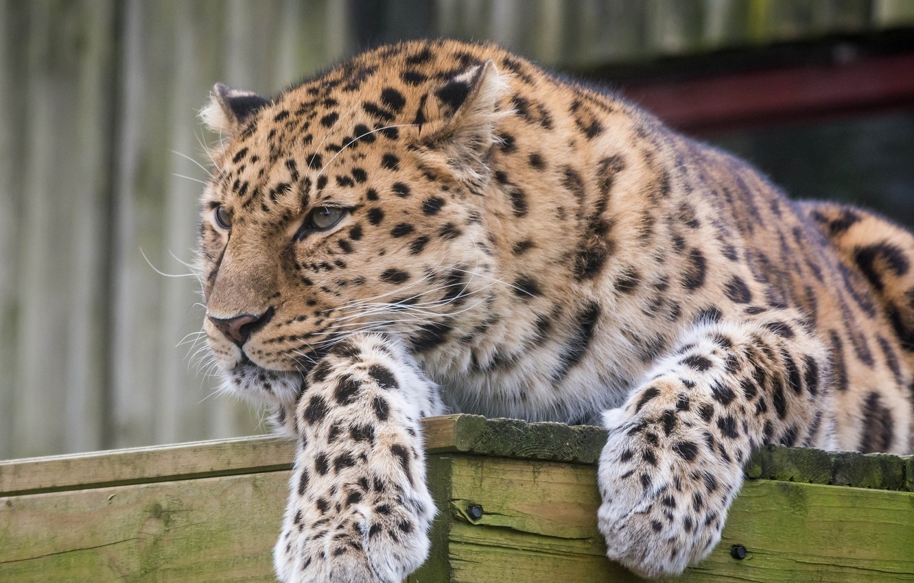 Amur Leopard Wallpapers