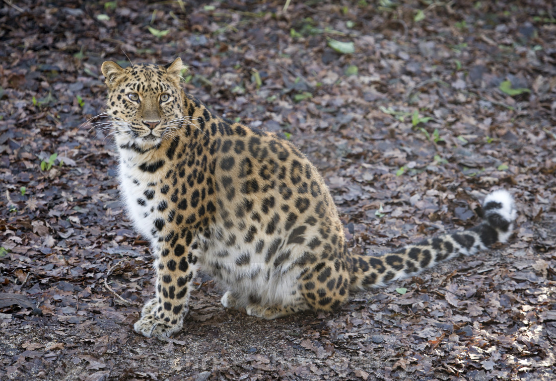 Amur Leopard Wallpapers