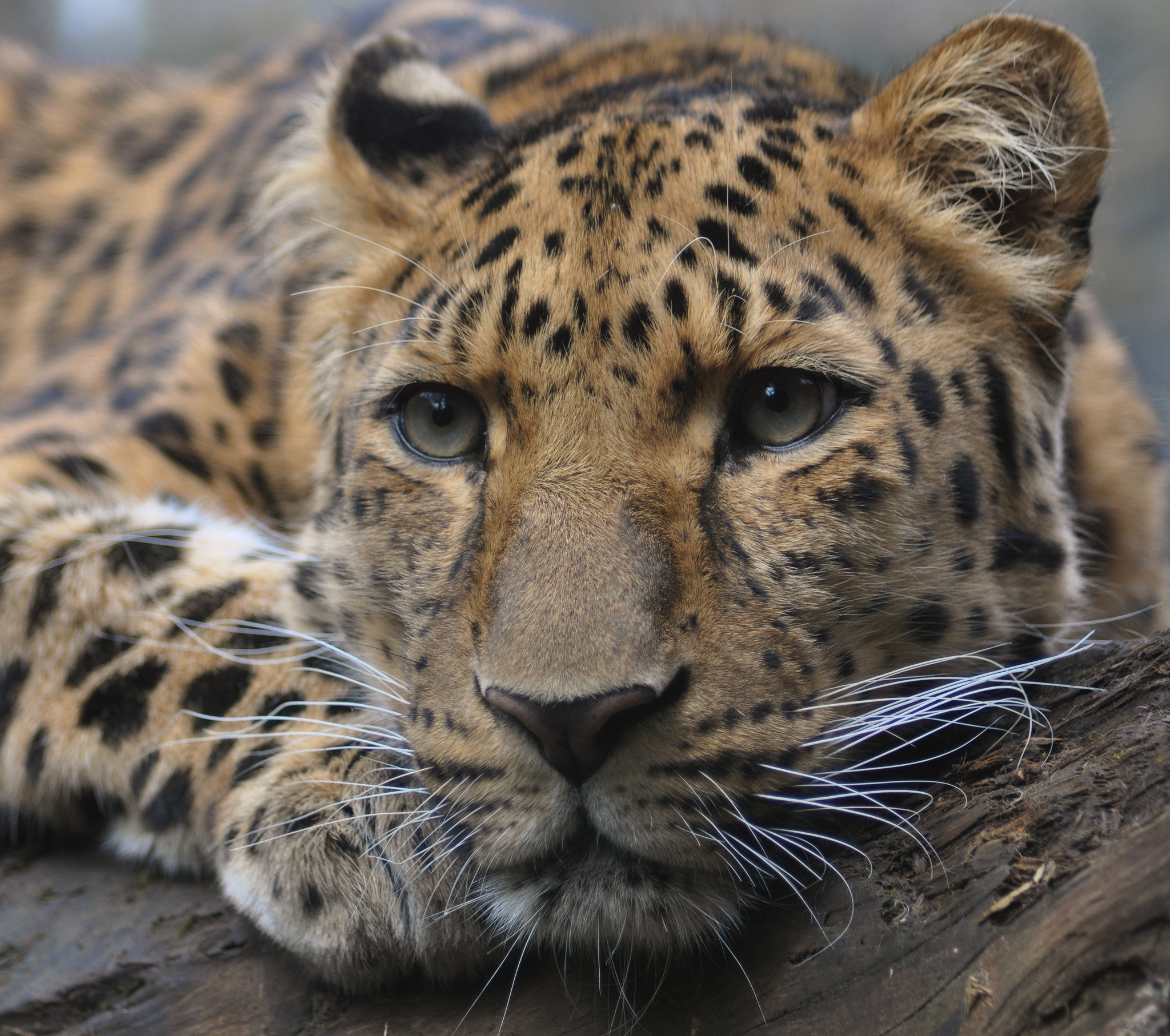 Amur Leopard Wallpapers