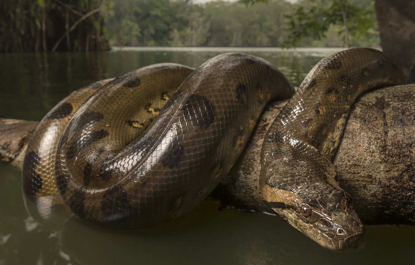 Anaconda Wallpapers