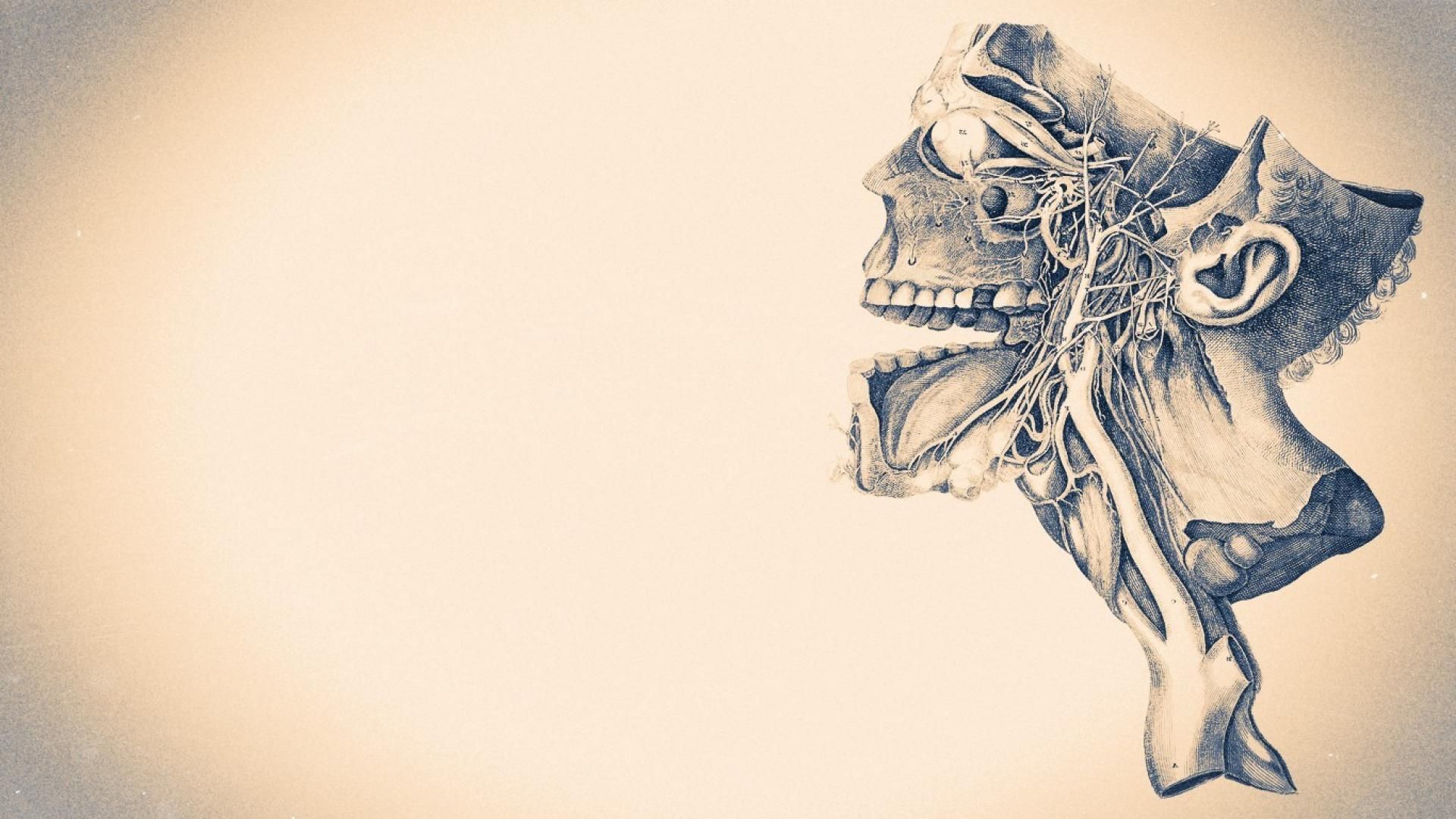 Anatomy Wallpapers