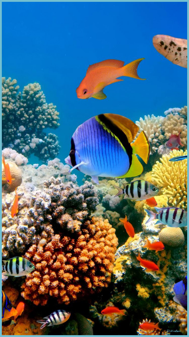 Android Fish Background