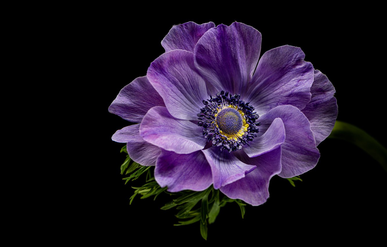 Anemone Wallpapers