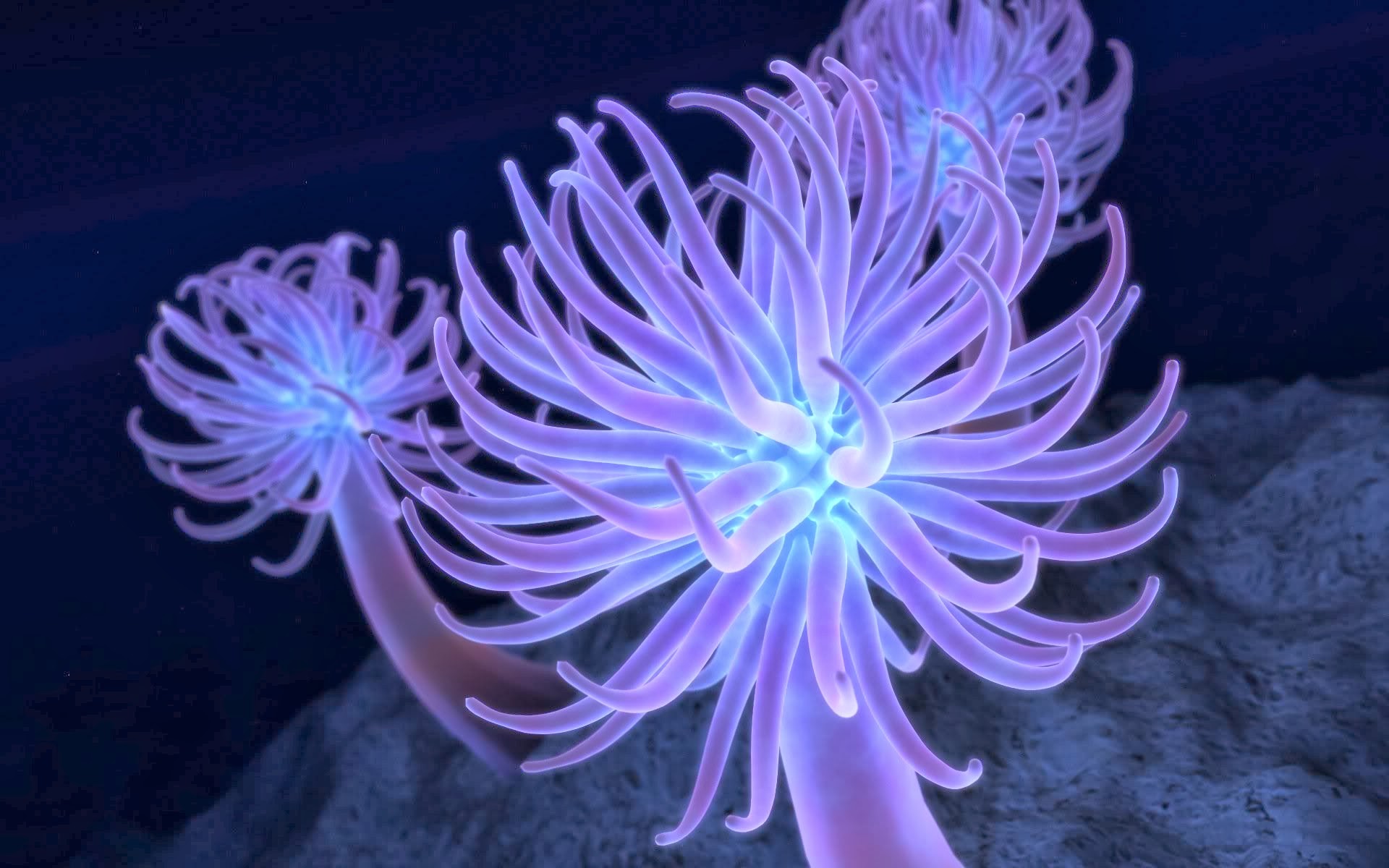 Anemone Wallpapers