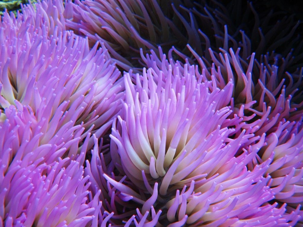 Anemone Wallpapers