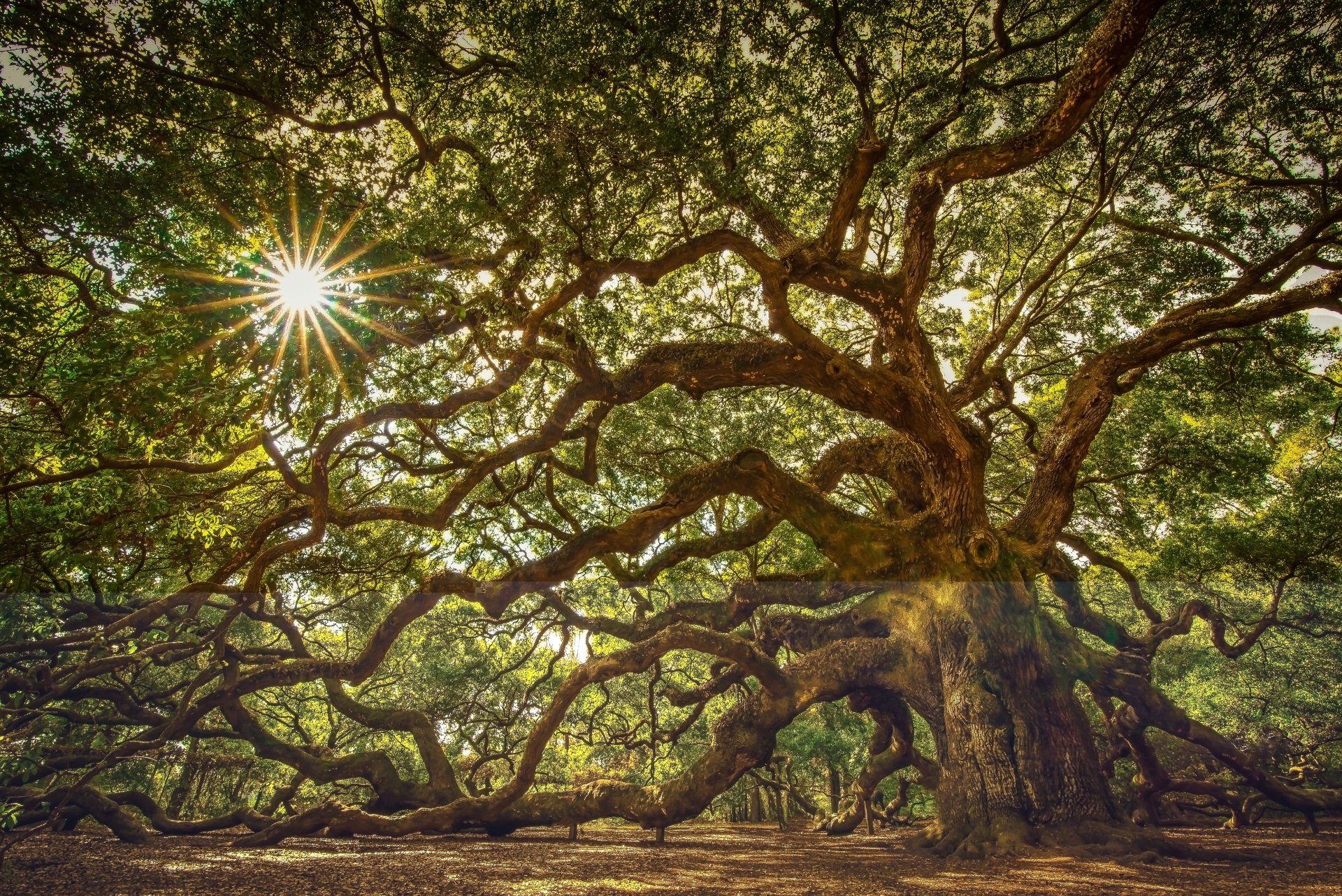 Angel Oak Tree Wallpapers