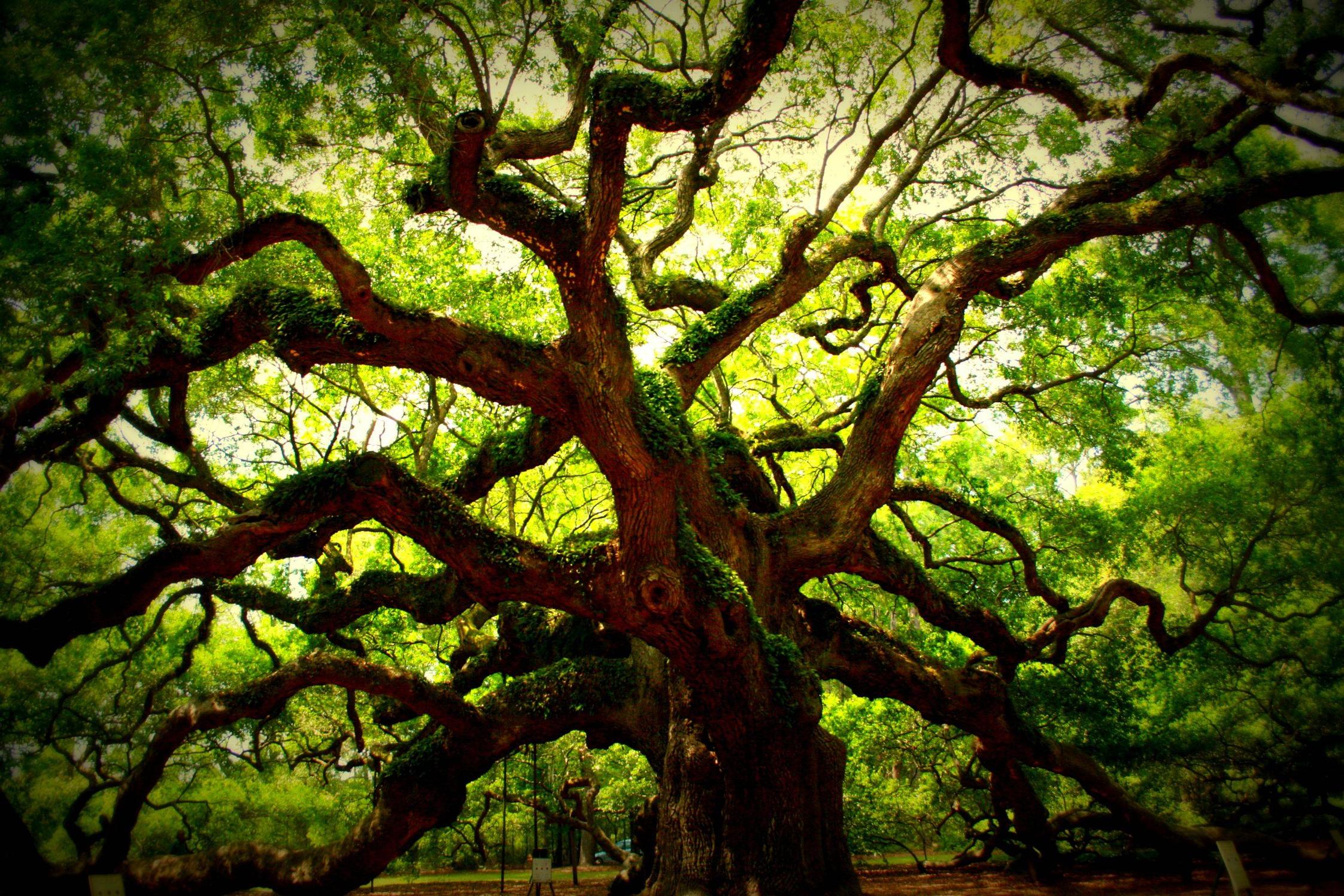 Angel Oak Tree Wallpapers