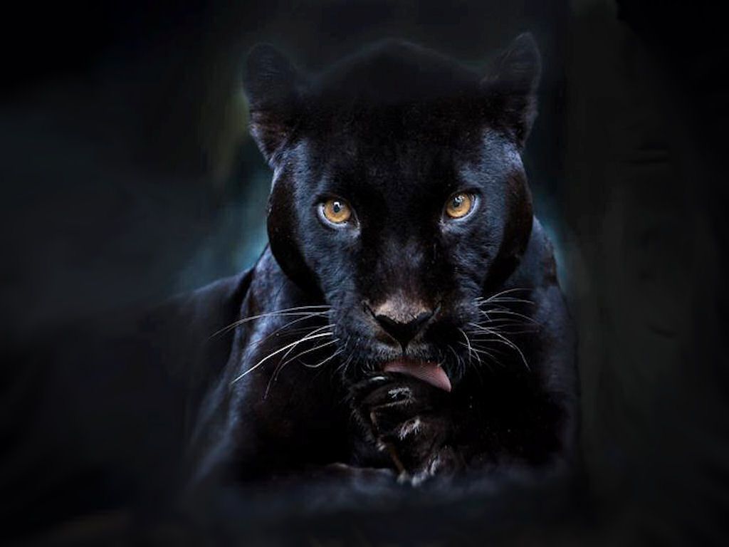 Angry Black Panther Animal Wallpapers