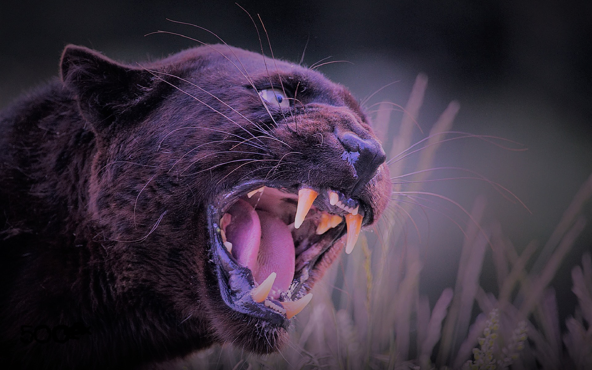 Angry Black Panther Animal Wallpapers