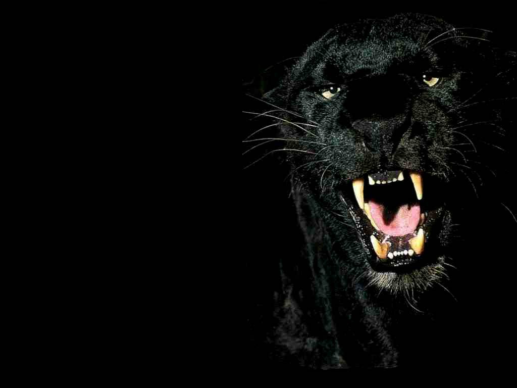 Angry Black Panther Animal Wallpapers