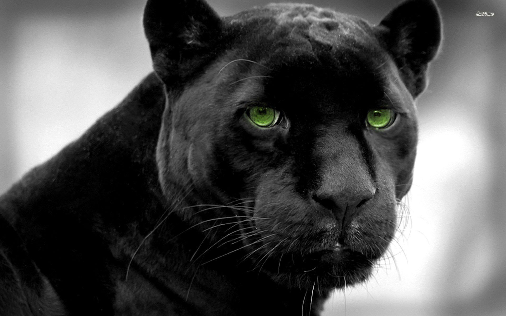 Angry Black Panther Animal Wallpapers