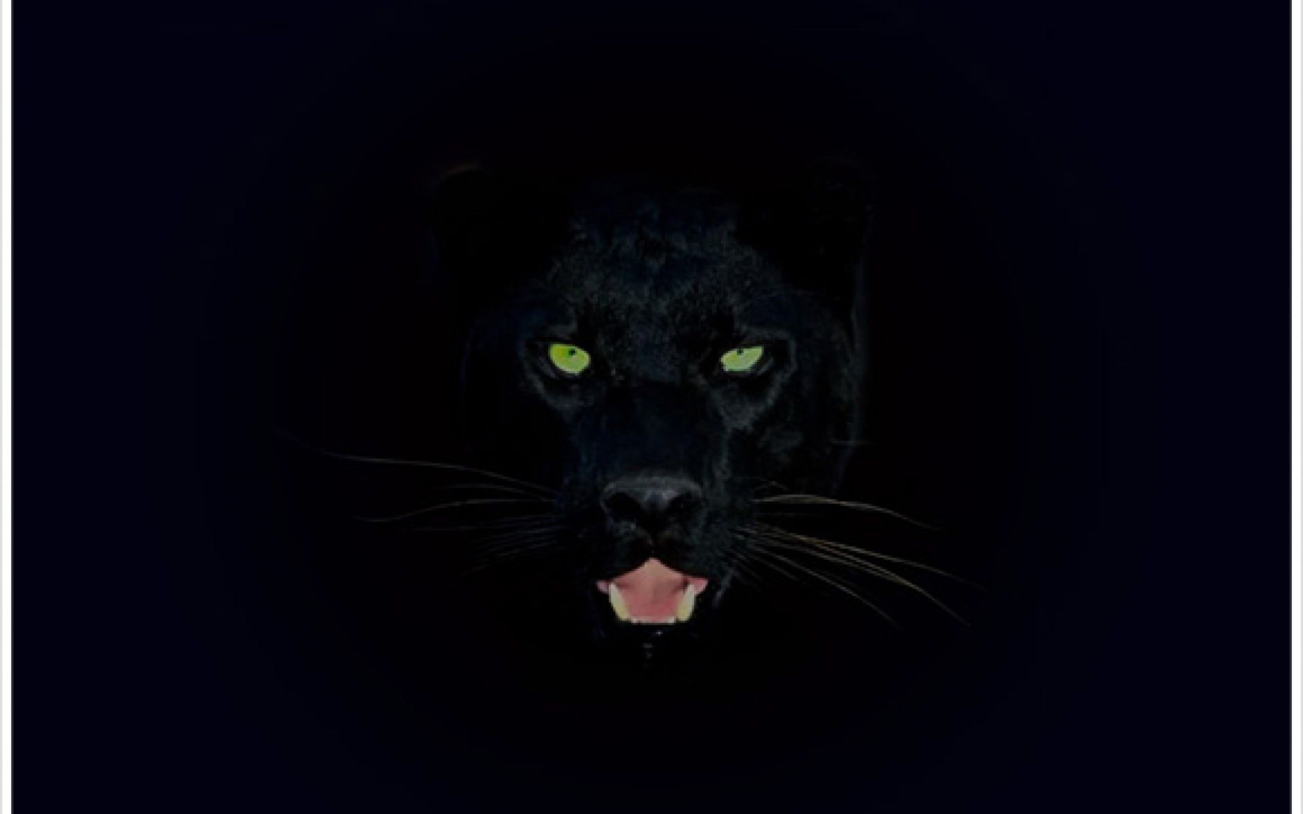 Angry Black Panther Animal Wallpapers