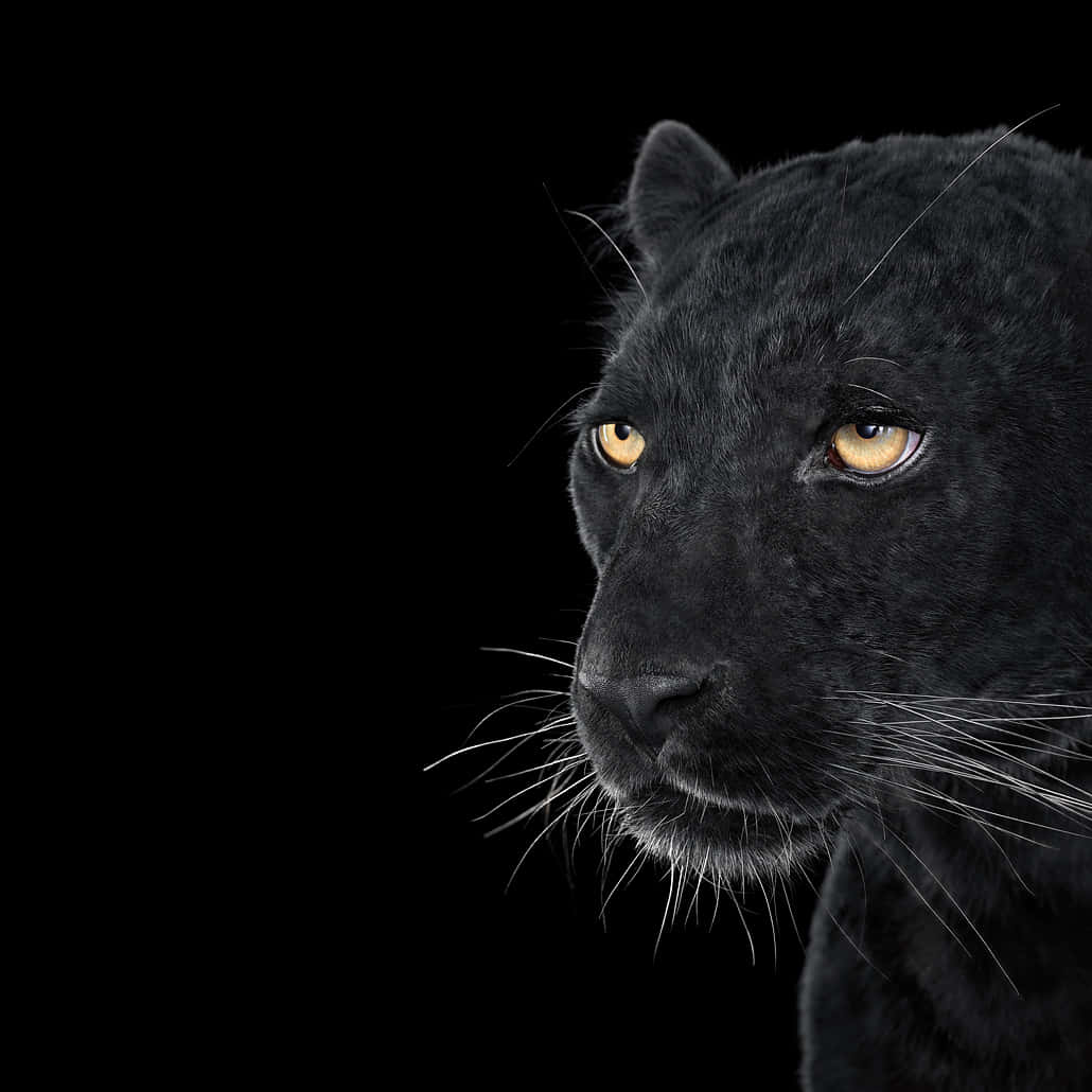 Angry Black Panther Animal Wallpapers