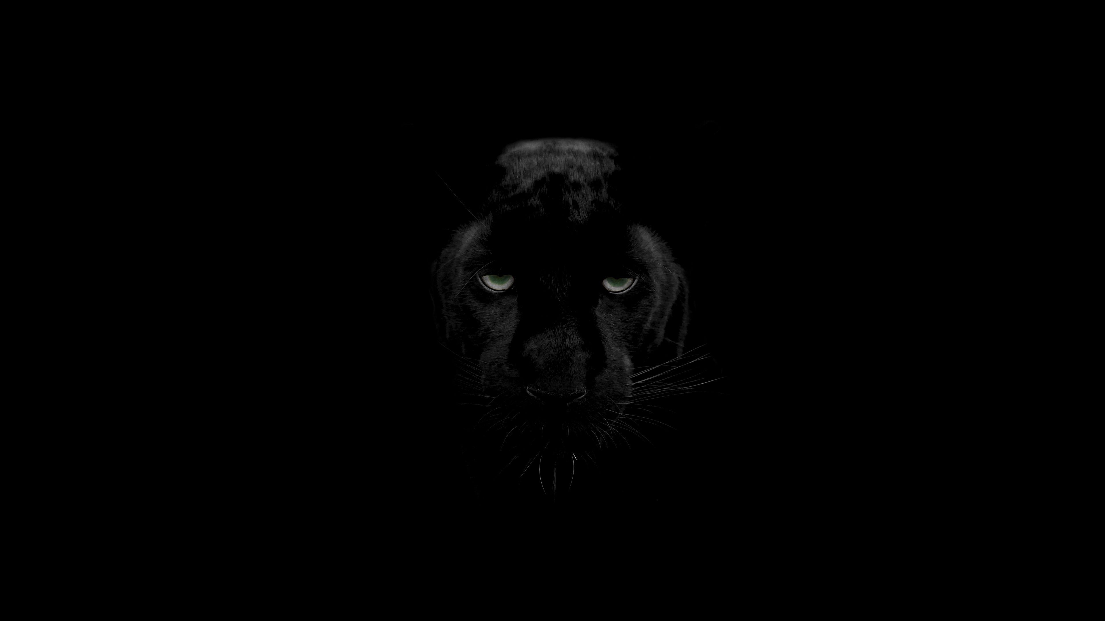 Angry Black Panther Animal Wallpapers