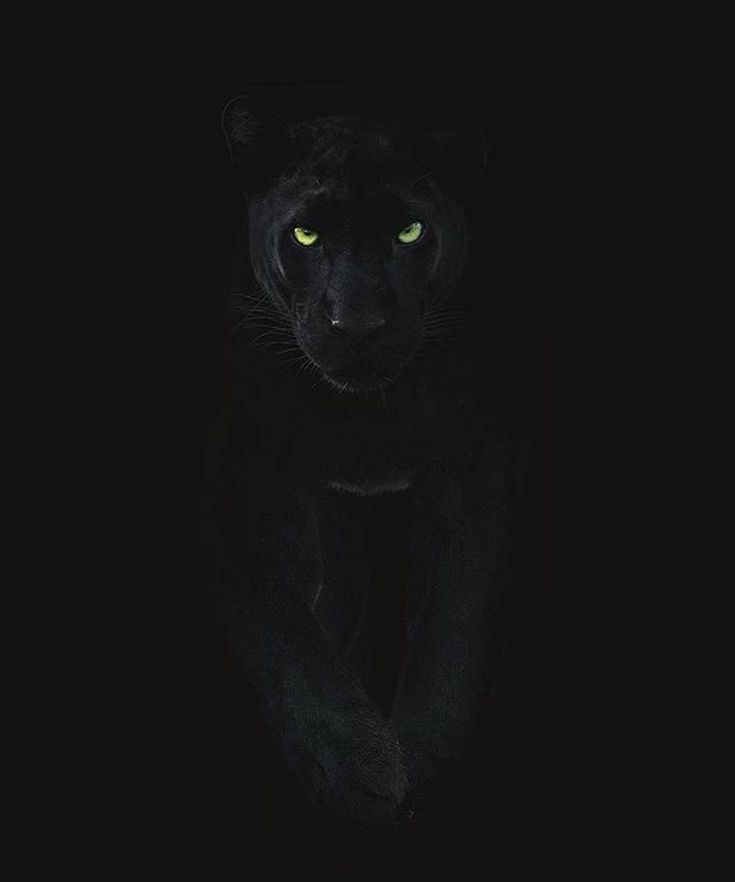 Angry Black Panther Animal Wallpapers