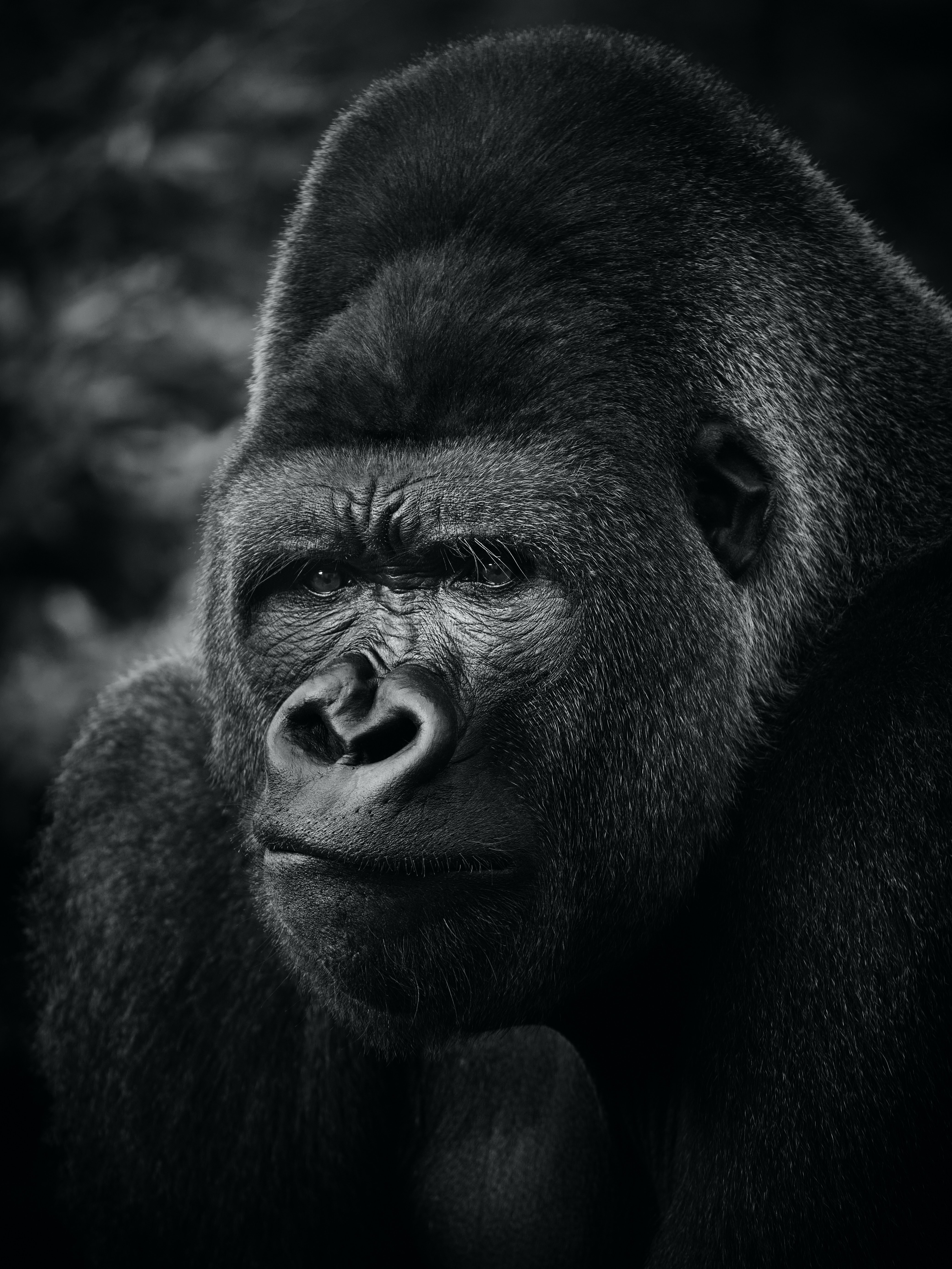 Angry Gorilla Wallpapers