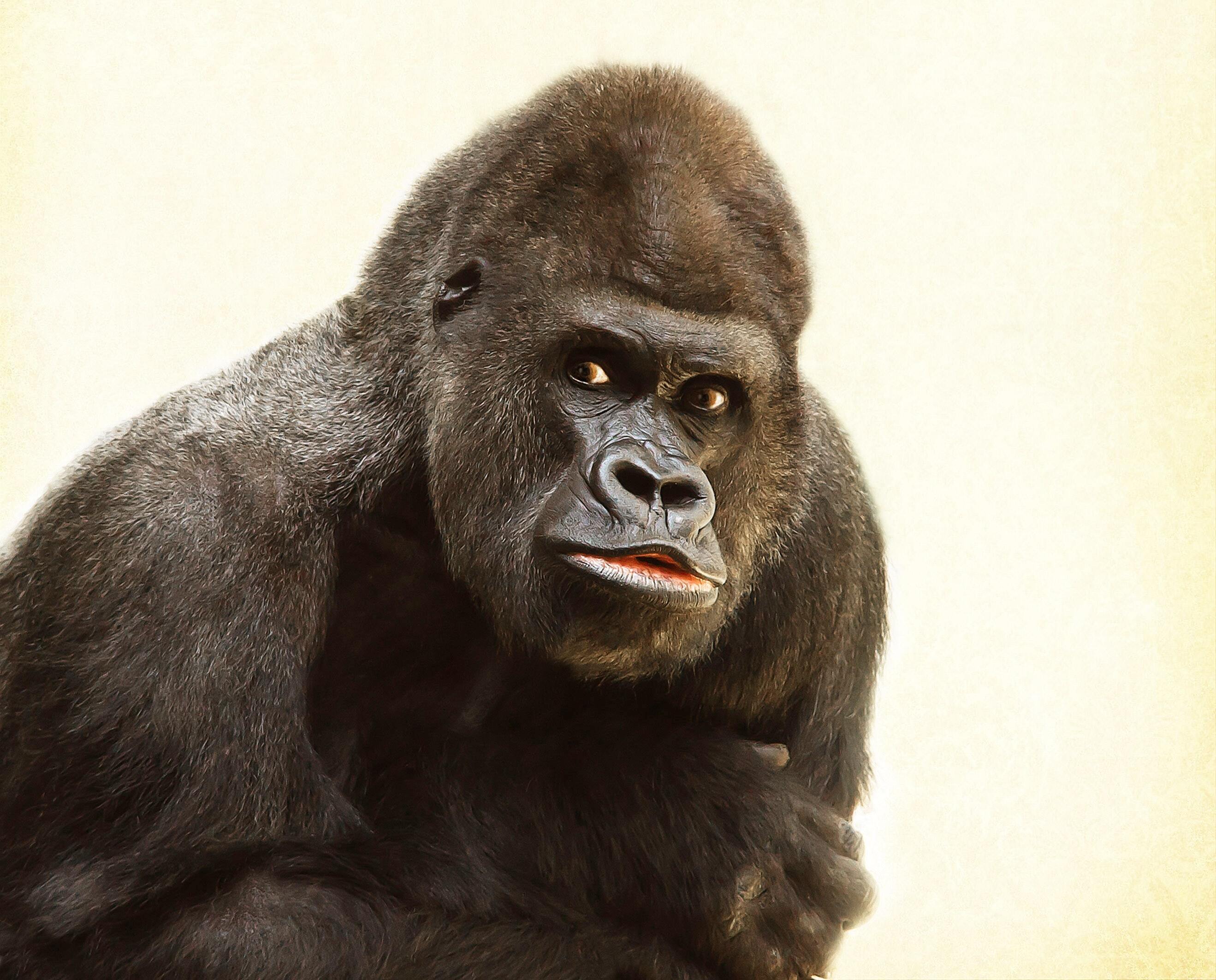 Angry Gorilla Wallpapers