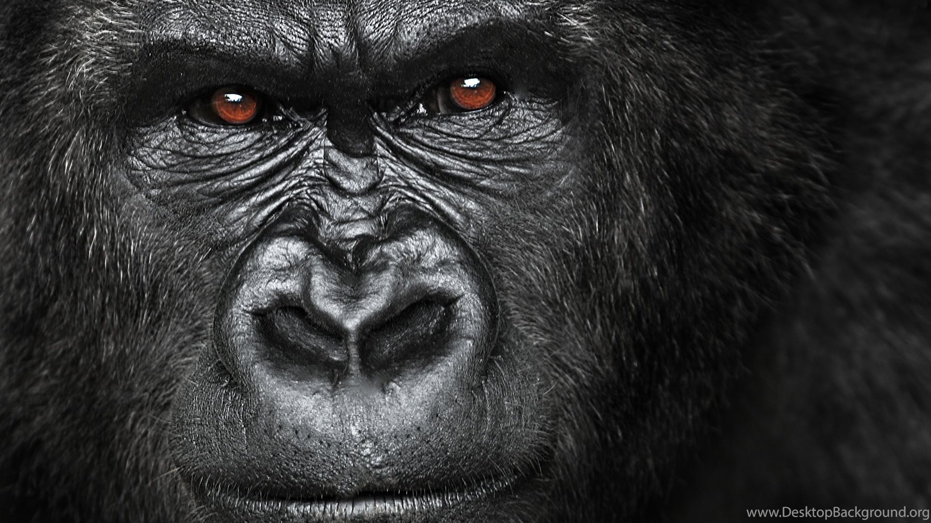 Angry Gorilla Wallpapers