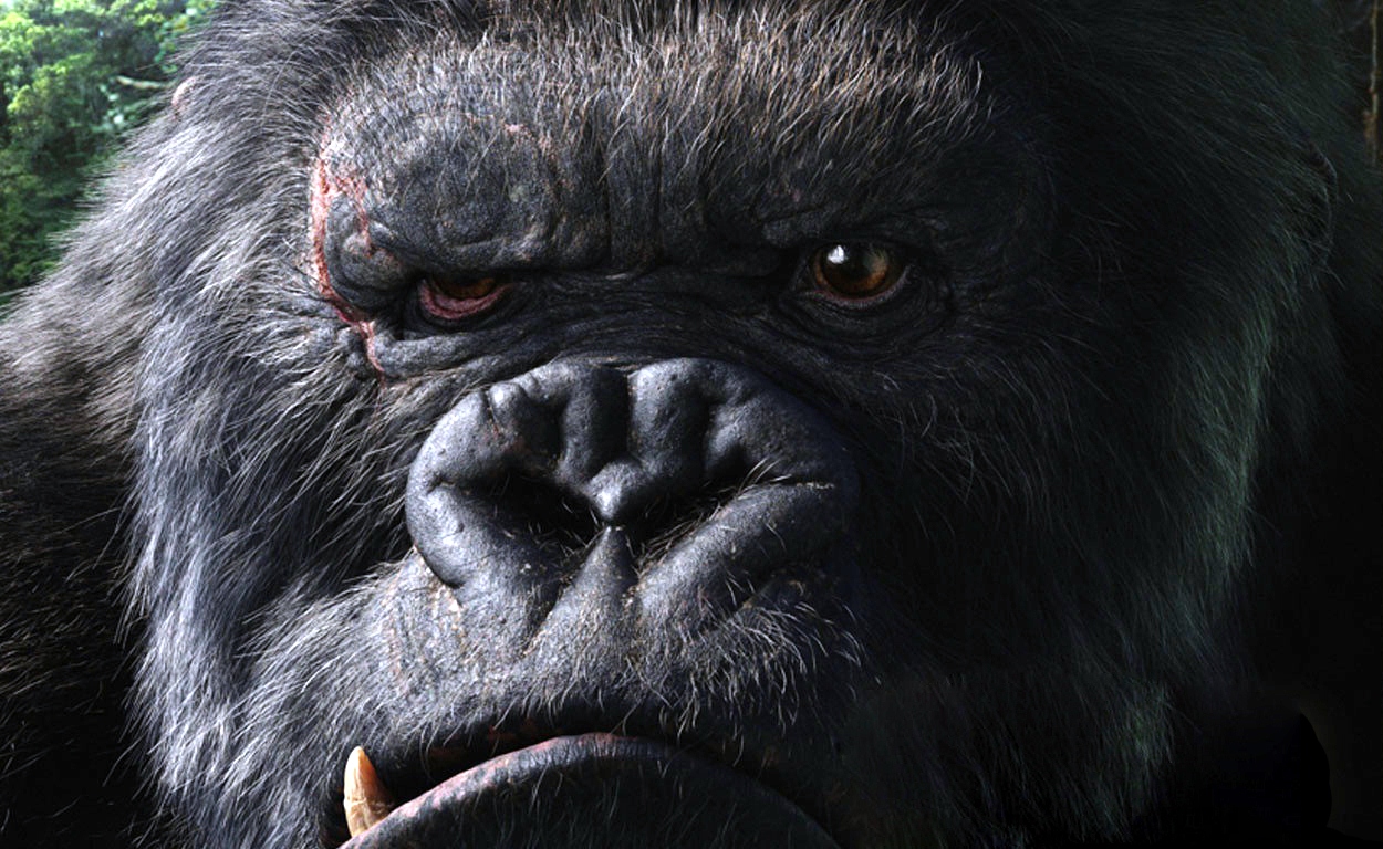 Angry Gorilla Wallpapers