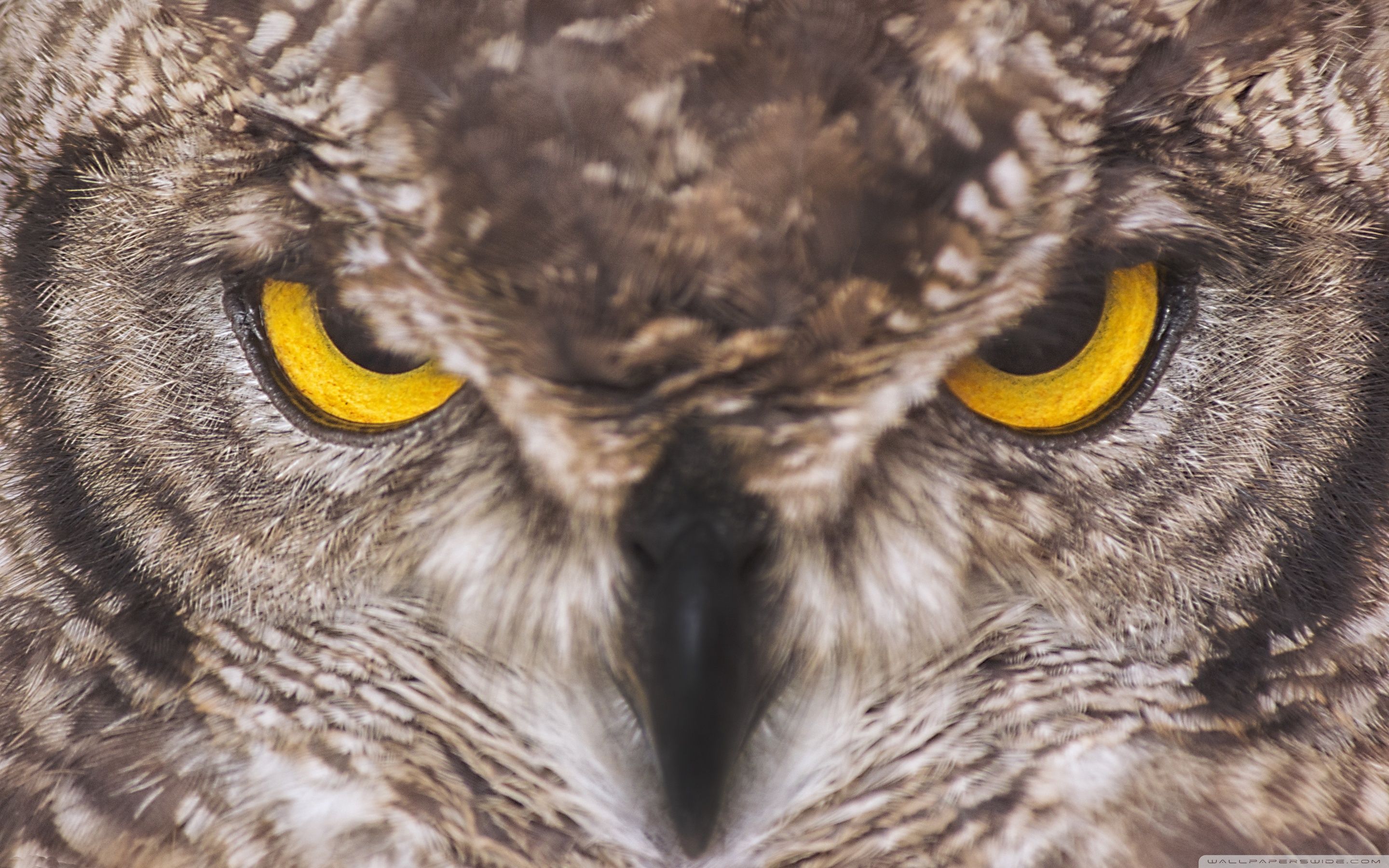 Angry Owl Face Wallpapers