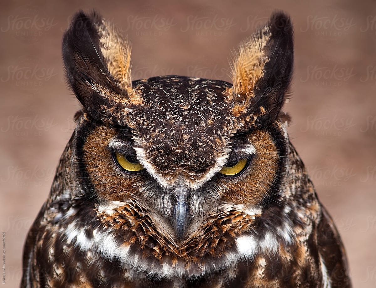 Angry Owl Face Wallpapers