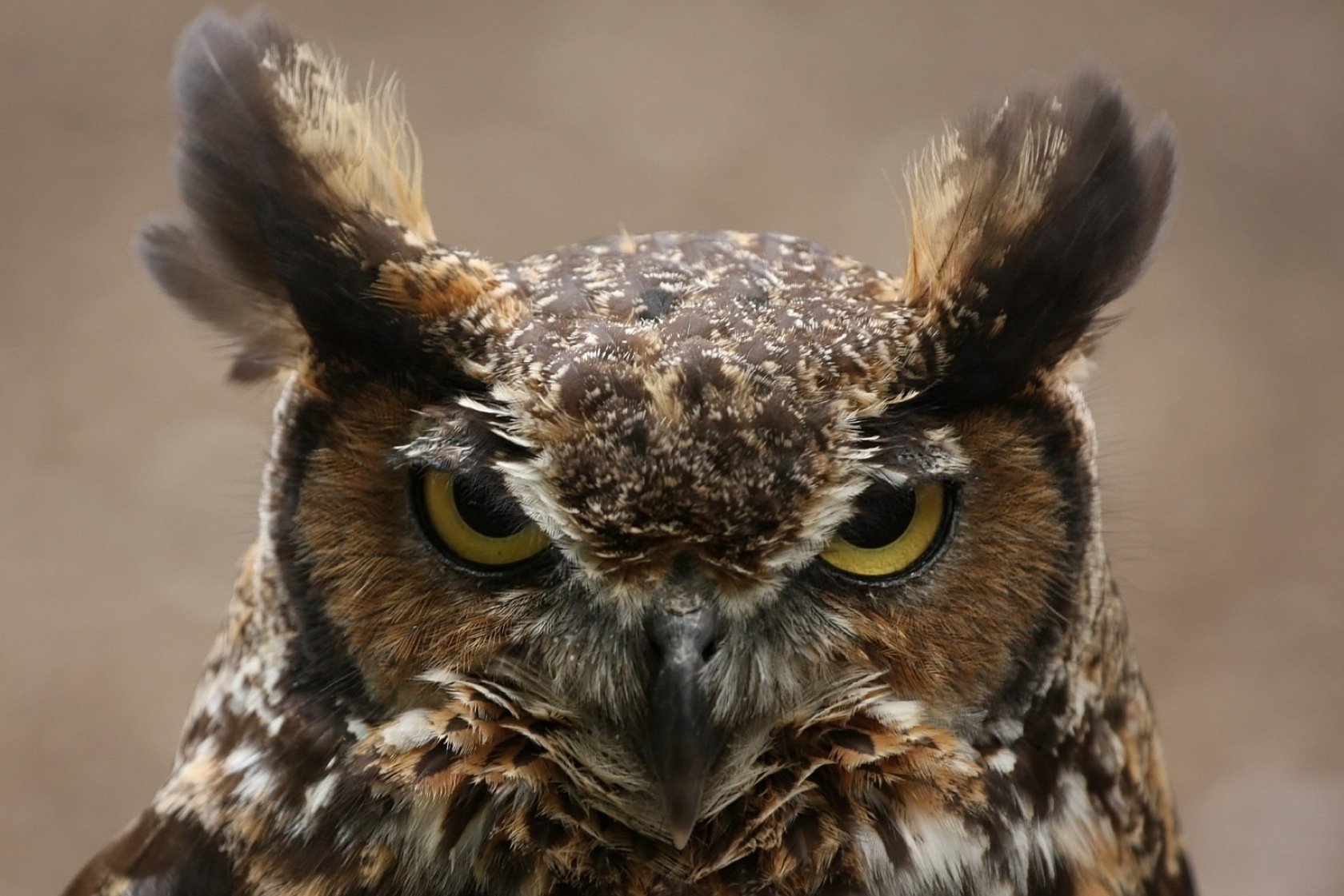 Angry Owl Face Wallpapers