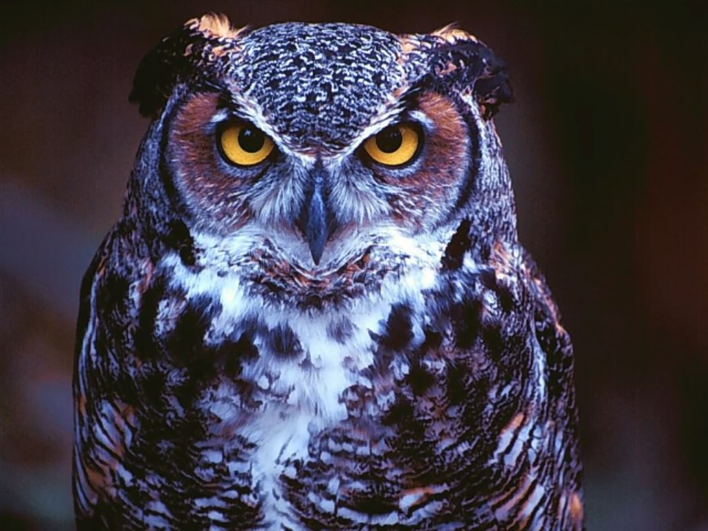 Angry Owl Face Wallpapers