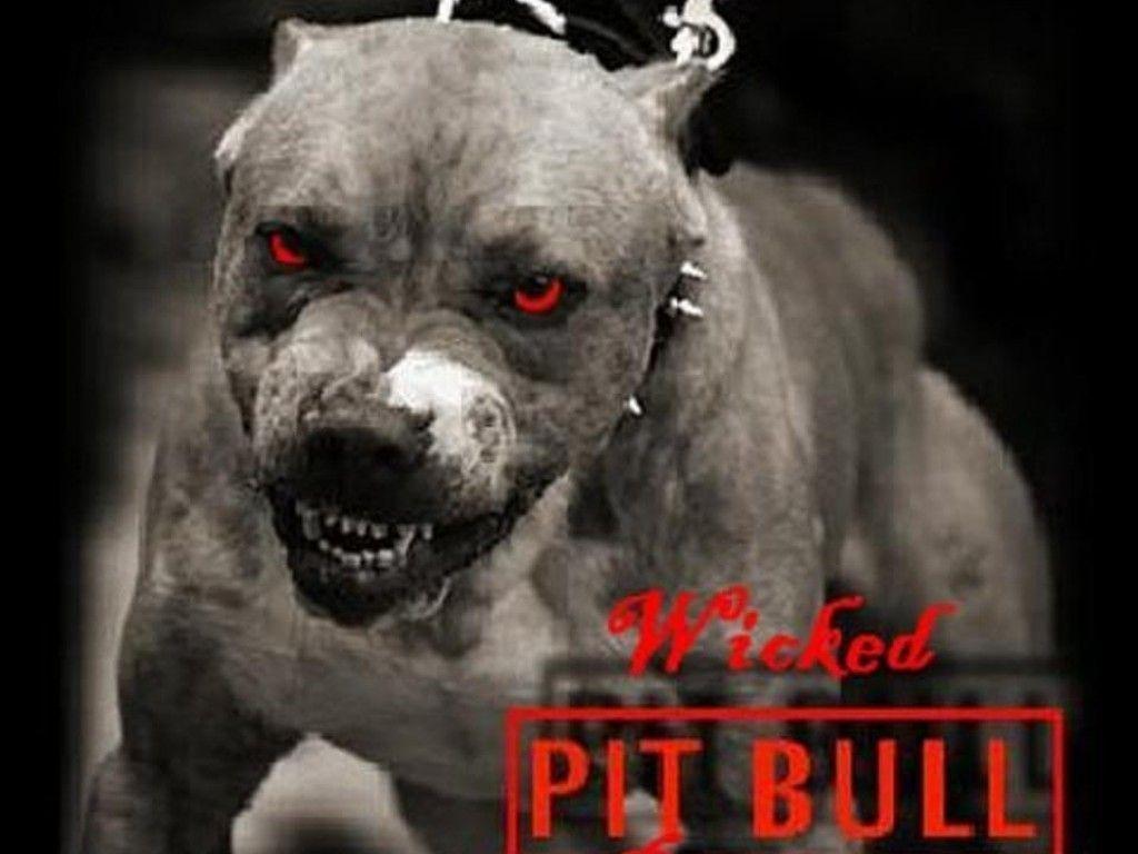 Angry Pitbull Dog Wallpapers