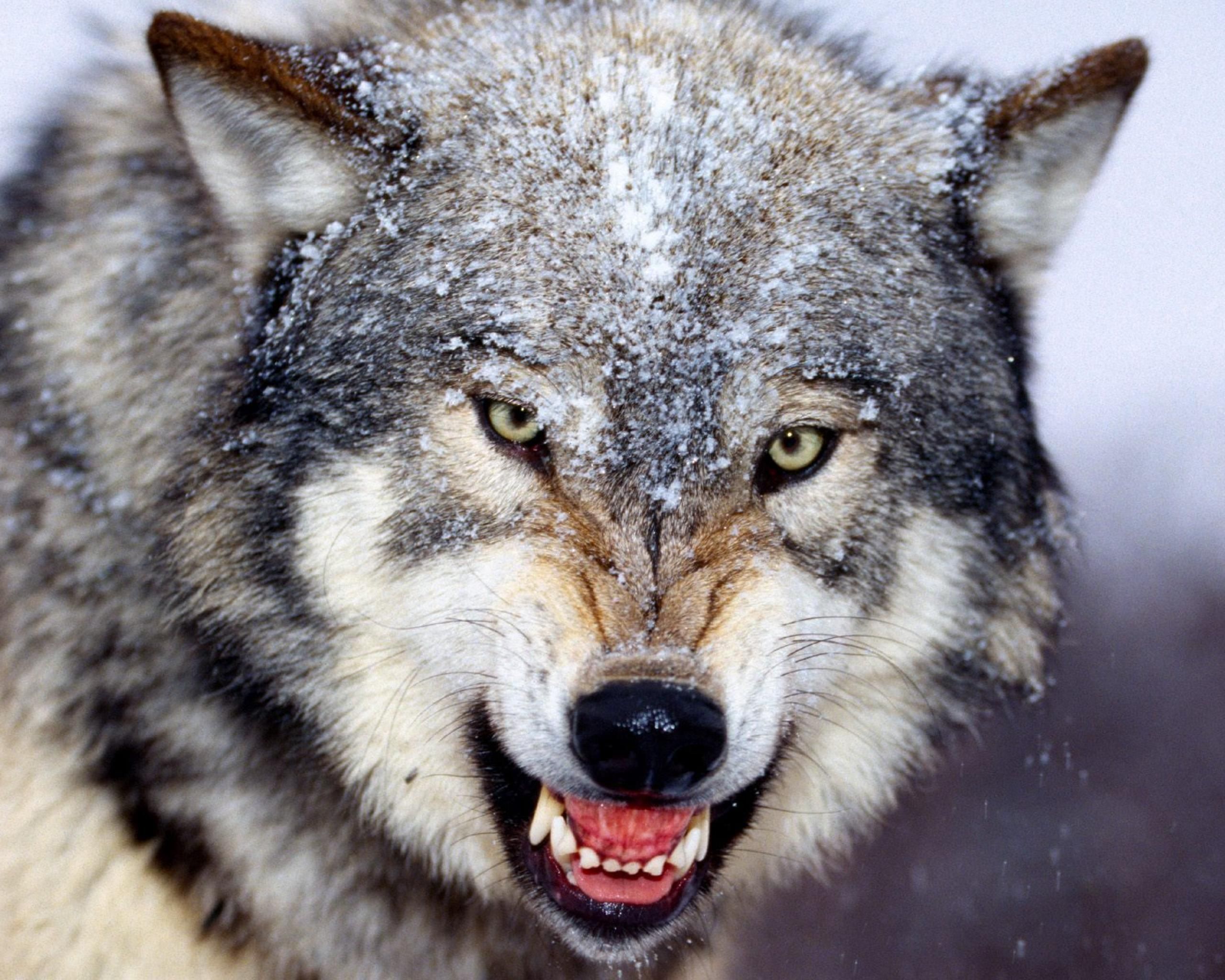 Angry Wolf Wallpapers