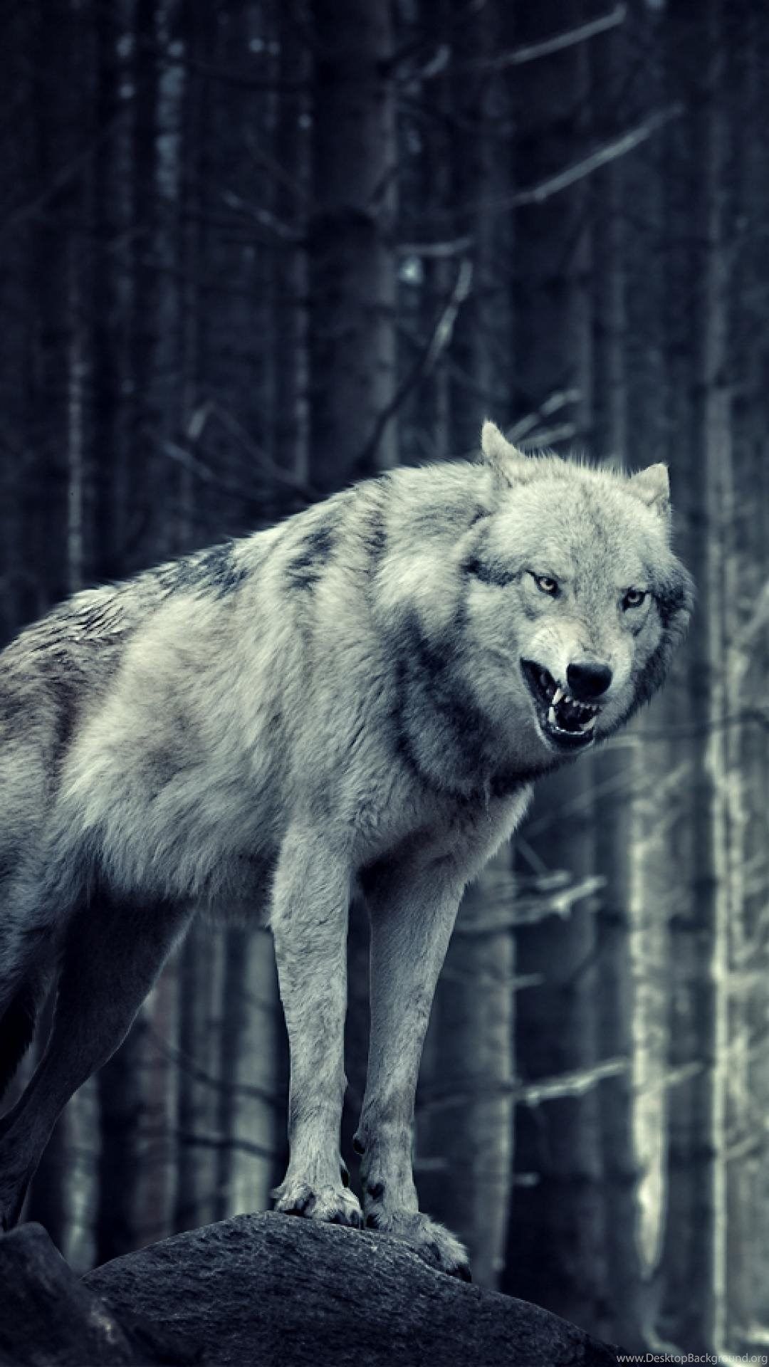 Angry Wolf Wallpapers