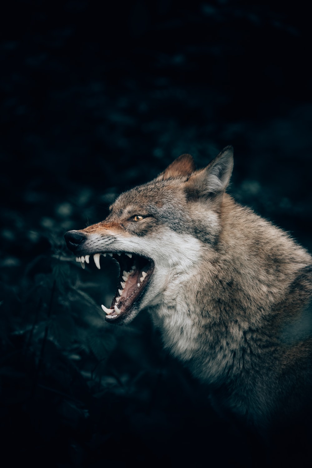 Angry Wolf Wallpapers