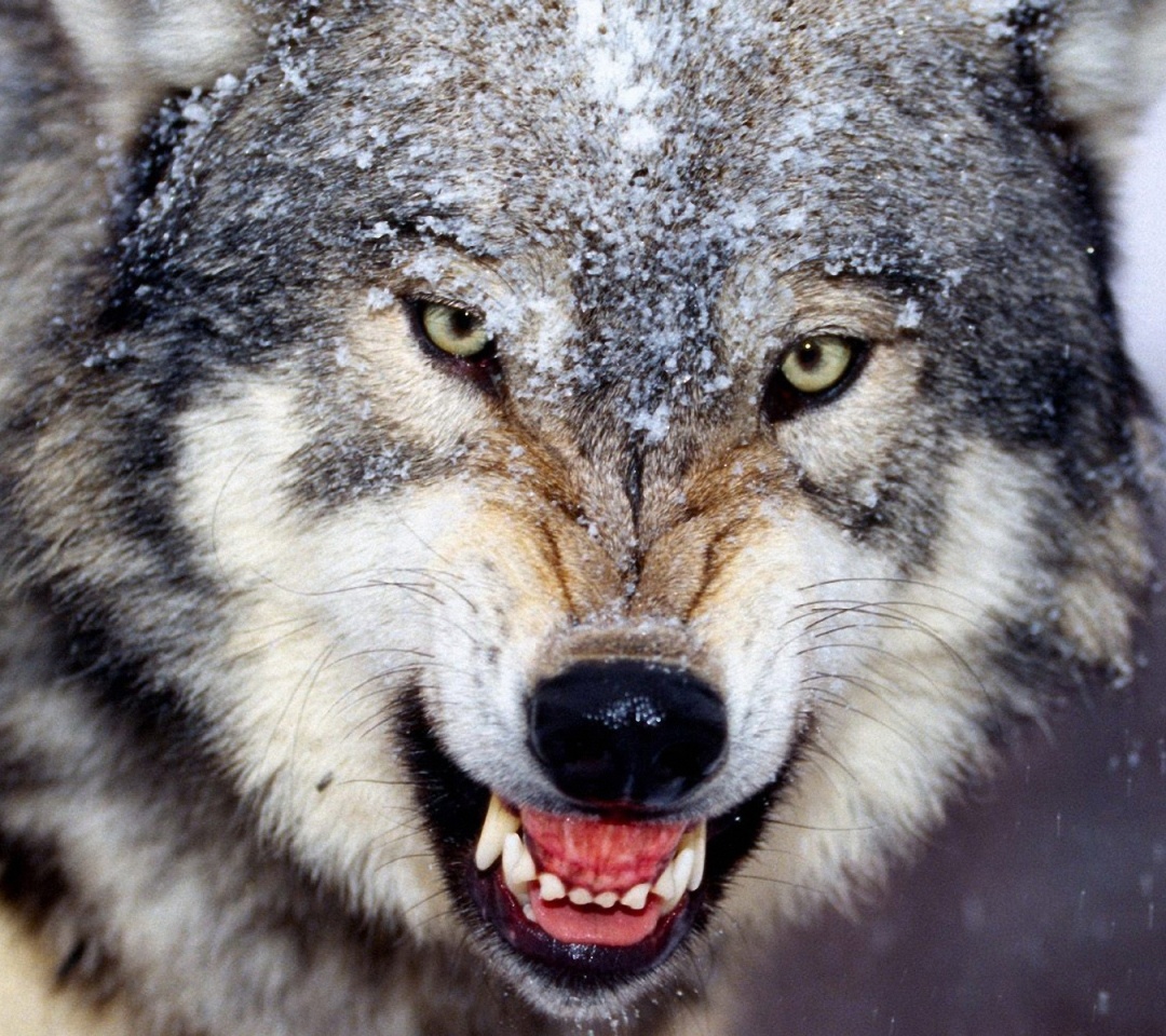 Angry Wolf Wallpapers