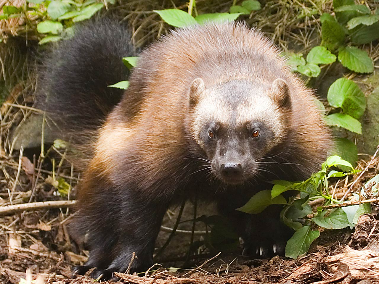 Angry Wolverine Animal Wallpapers