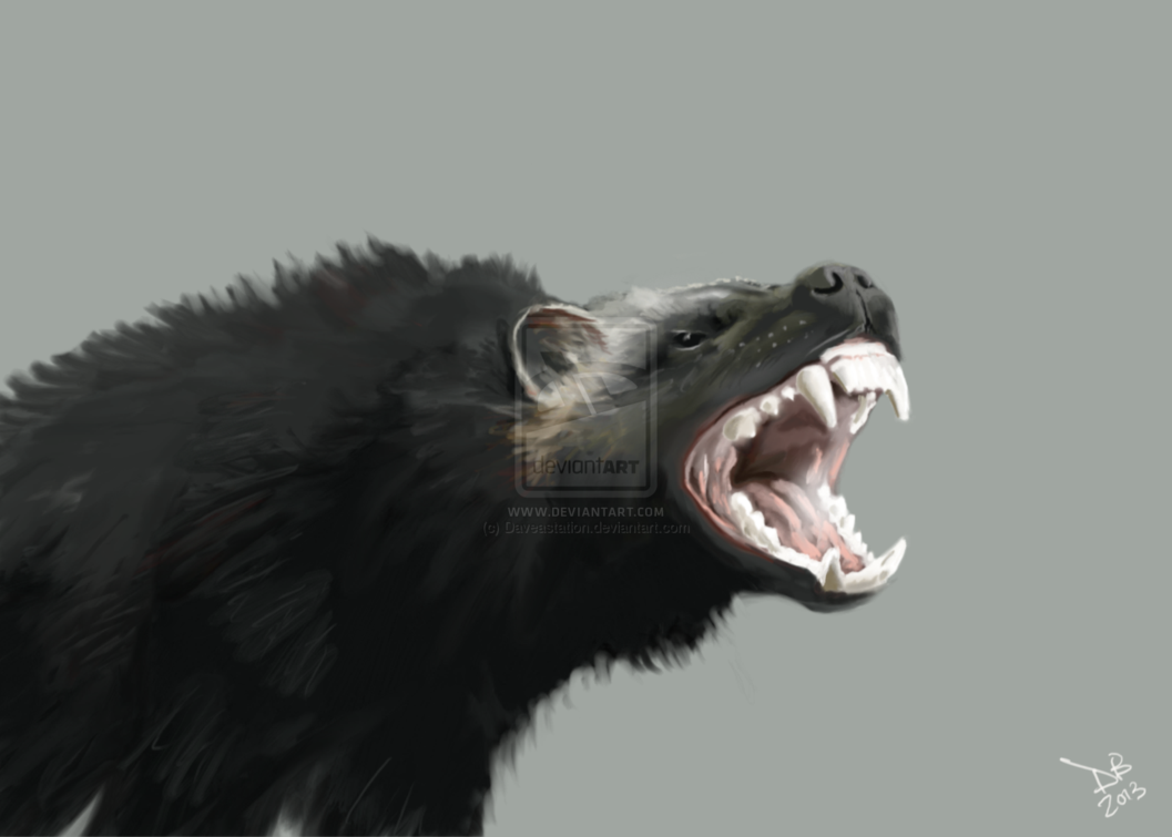 Angry Wolverine Animal Wallpapers