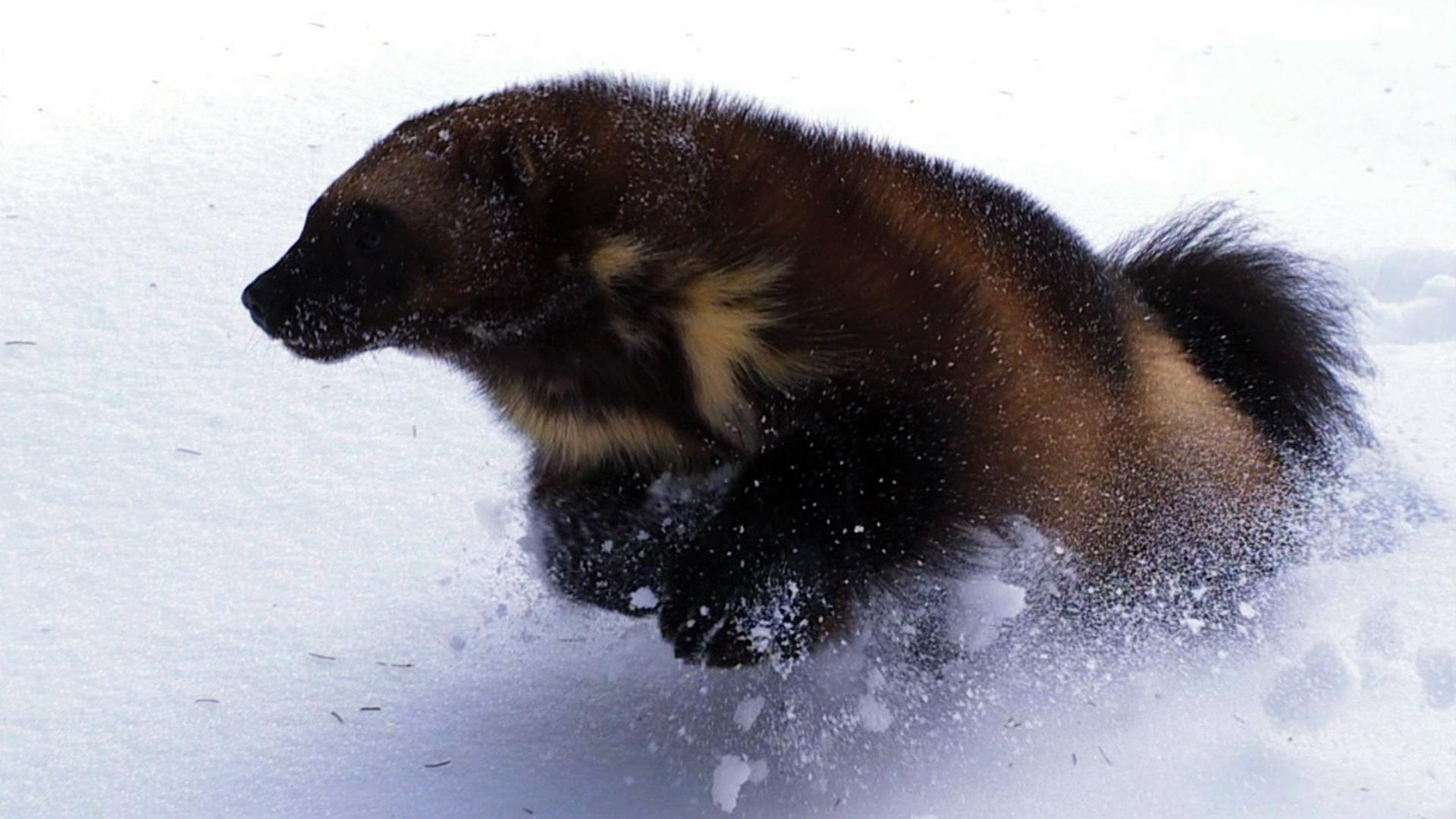 Angry Wolverine Animal Wallpapers