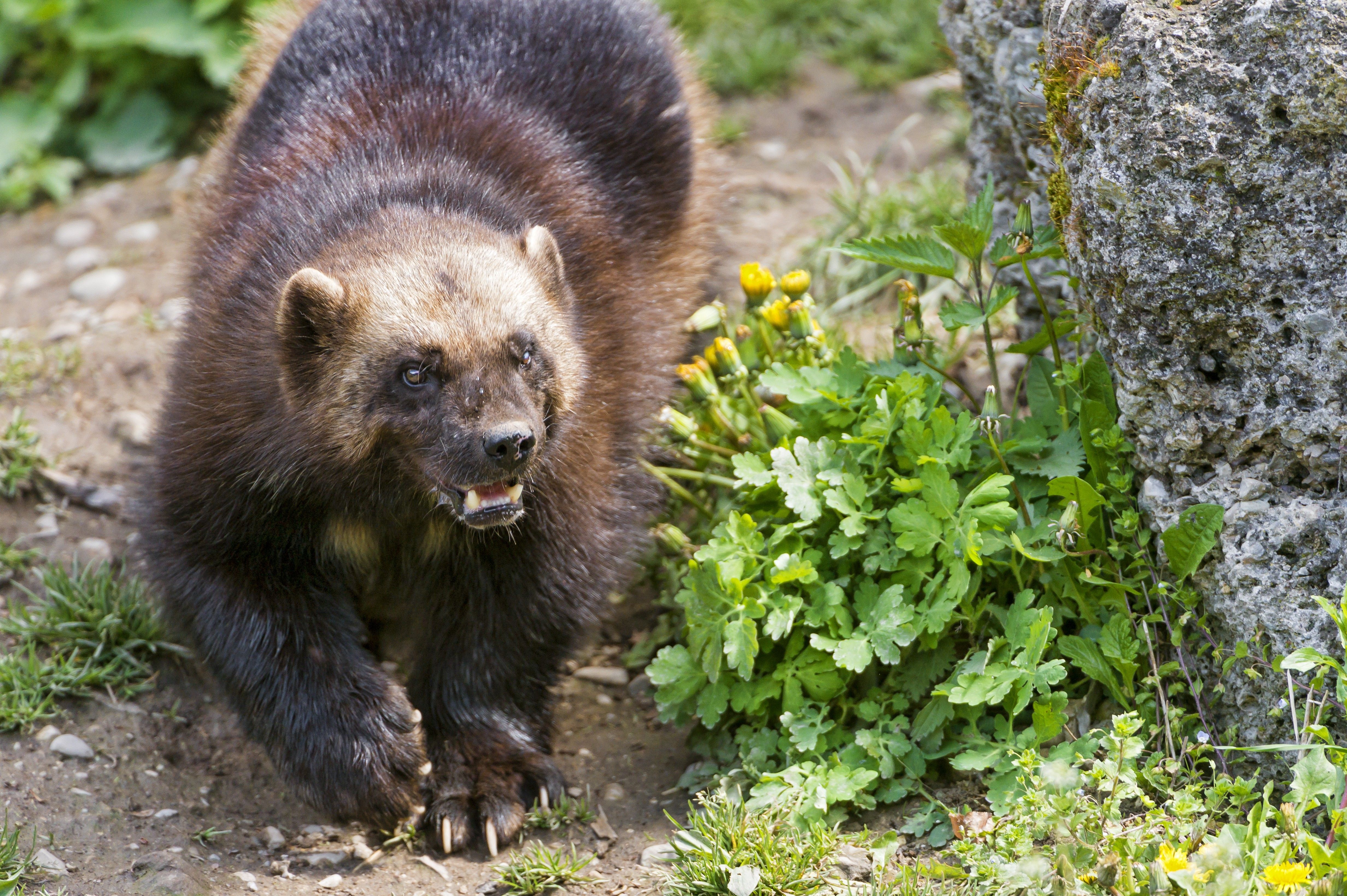 Angry Wolverine Animal Wallpapers