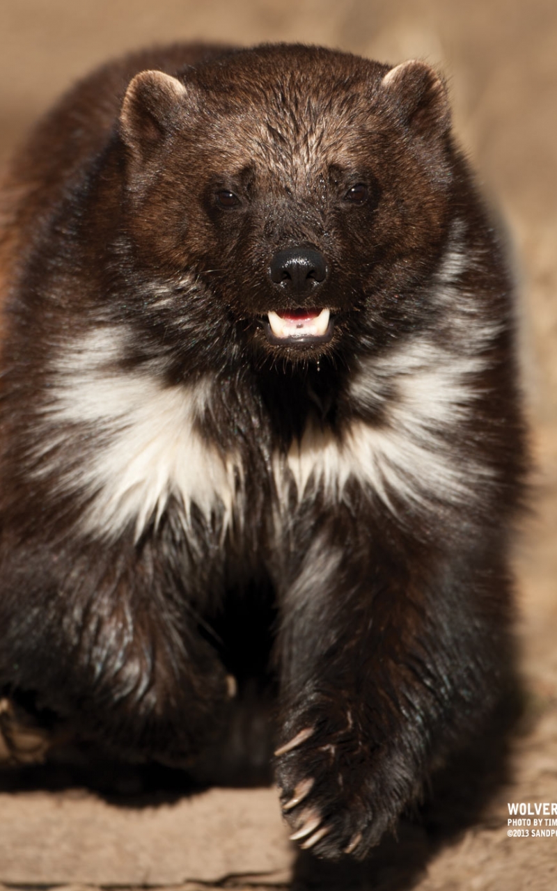 Angry Wolverine Animal Wallpapers