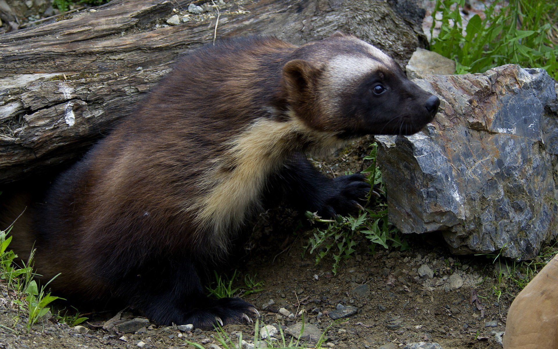 Angry Wolverine Animal Wallpapers