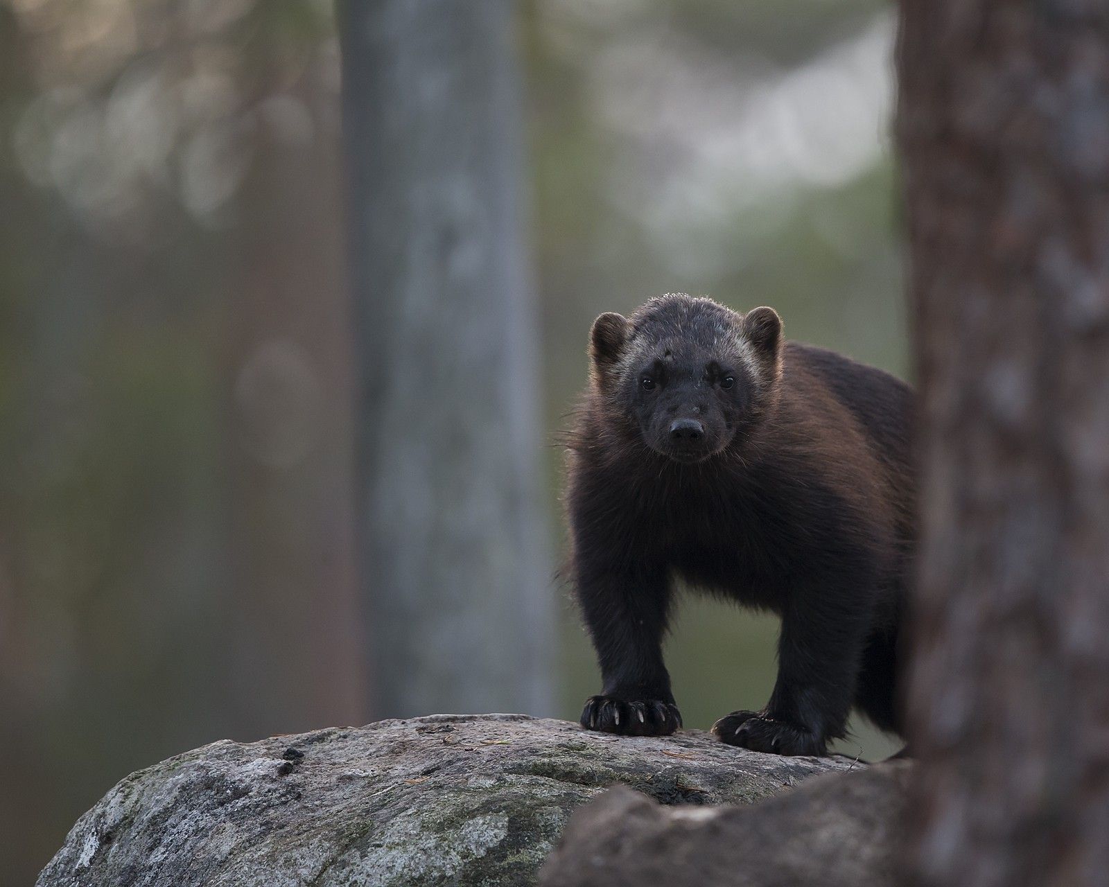 Angry Wolverine Animal Wallpapers