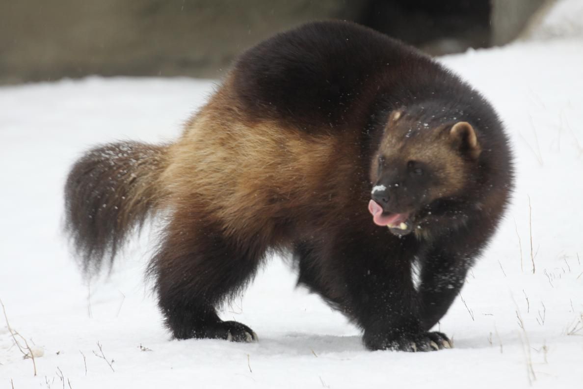 Angry Wolverine Animal Wallpapers