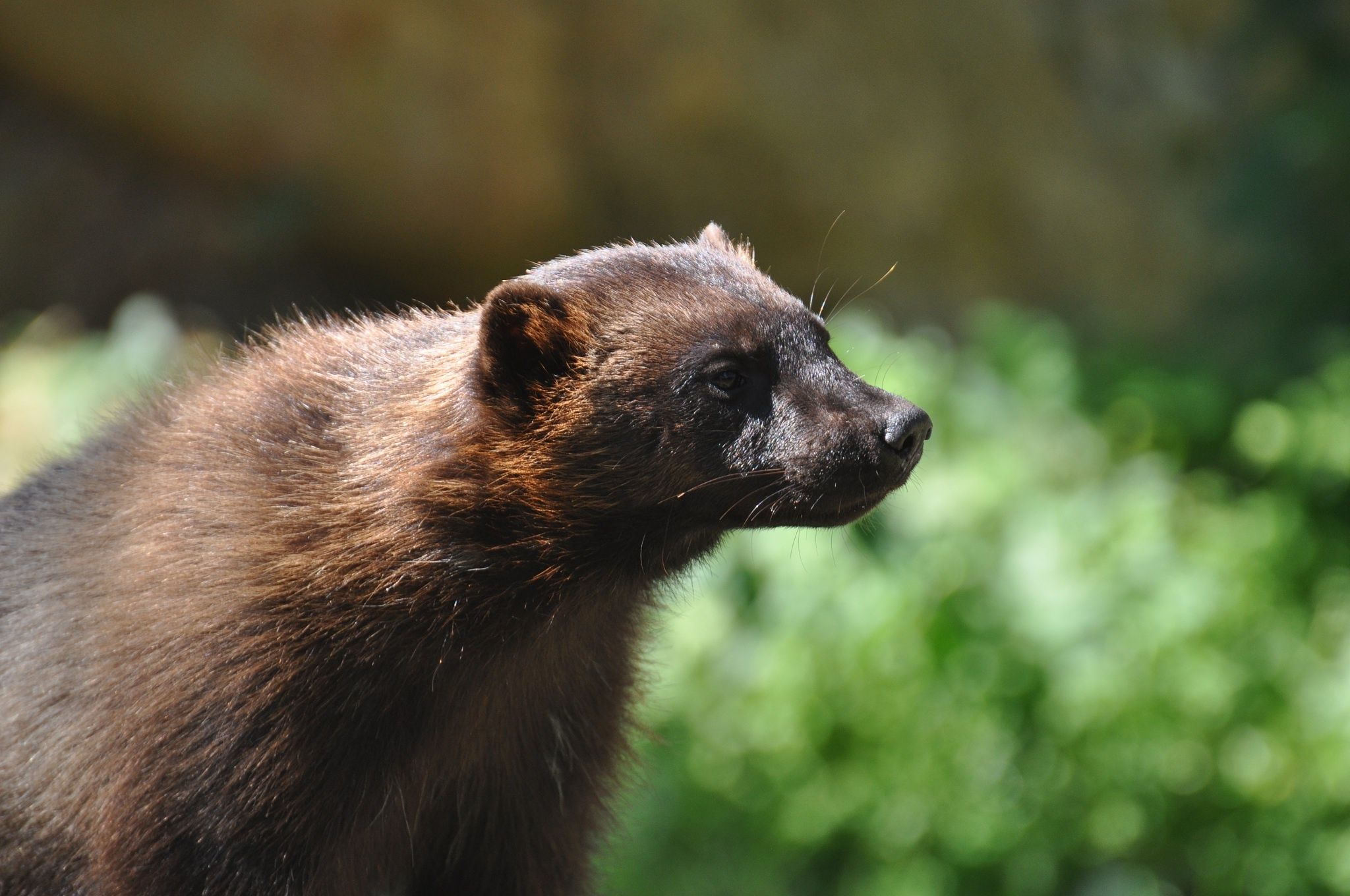 Angry Wolverine Animal Wallpapers